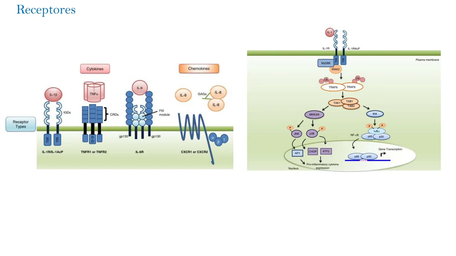 Barreras del sistema inmune
Defensas
mecánicas
Defensas
físicas
Defensas
Químicas
Defensas
celulares o
biológicas
epidermis
dermis
Pi