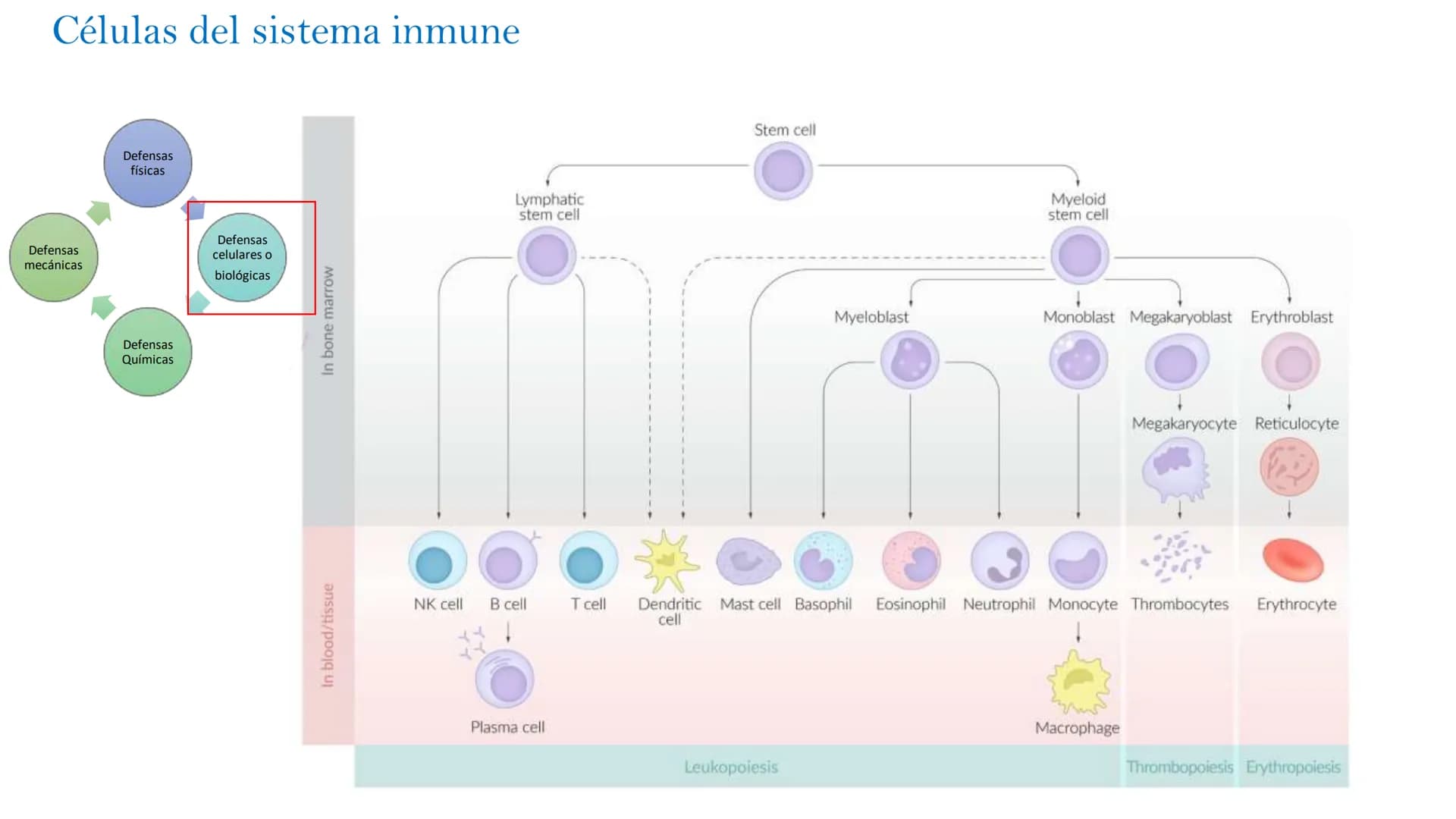 Barreras del sistema inmune
Defensas
mecánicas
Defensas
físicas
Defensas
Químicas
Defensas
celulares o
biológicas
epidermis
dermis
Pi