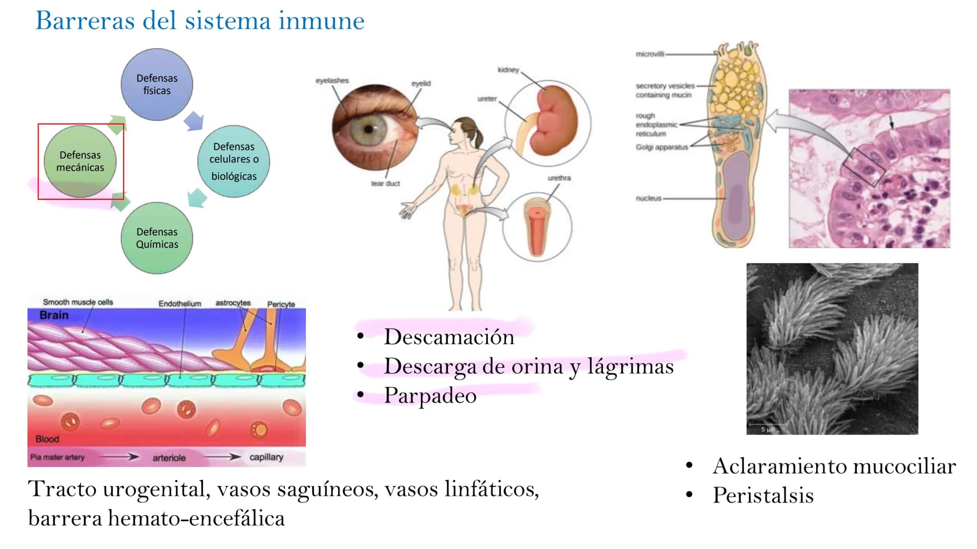 Barreras del sistema inmune
Defensas
mecánicas
Defensas
físicas
Defensas
Químicas
Defensas
celulares o
biológicas
epidermis
dermis
Pi