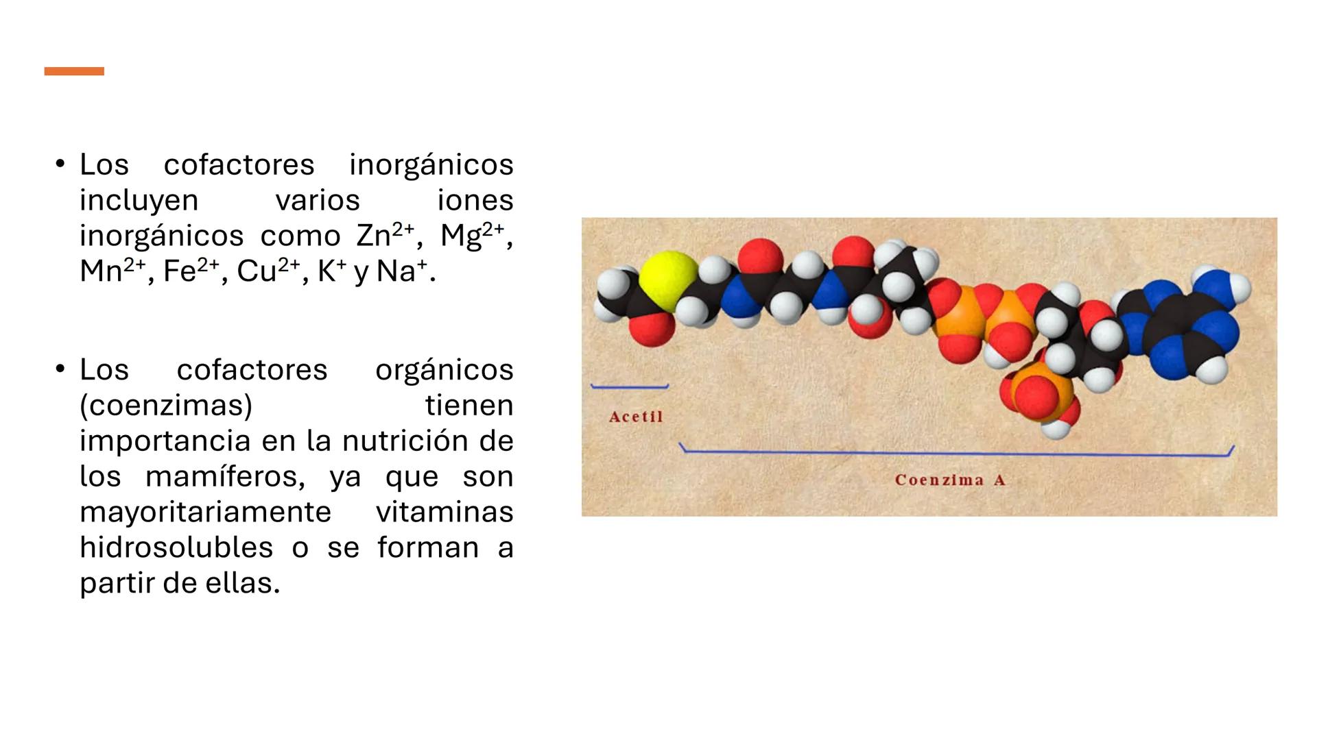 COS
UNIVERSIDAD DE LA COSTA
OAXACA
UNCOS
Universidad de la Costa
Facta non Verba
BIOQUÍMICA
BÁSICA
Licenciatura en Medicina Veterinaria y