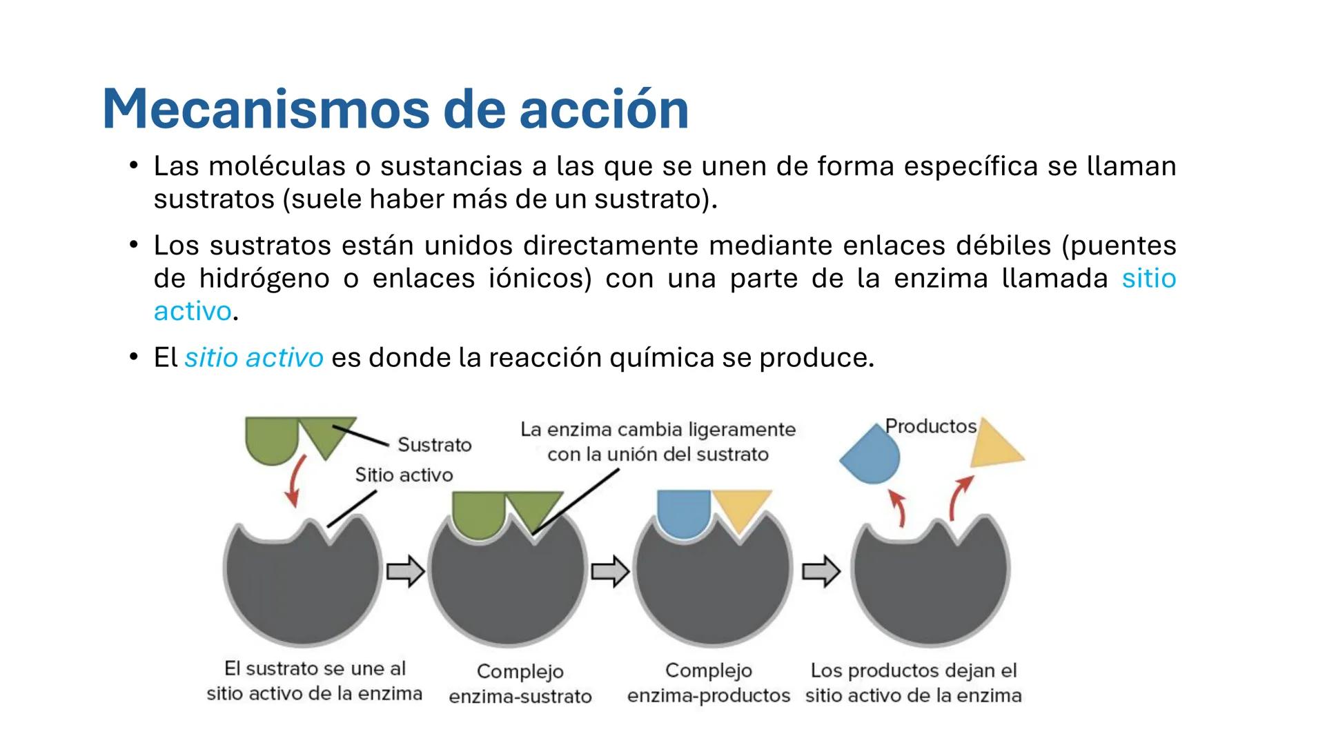 COS
UNIVERSIDAD DE LA COSTA
OAXACA
UNCOS
Universidad de la Costa
Facta non Verba
BIOQUÍMICA
BÁSICA
Licenciatura en Medicina Veterinaria y