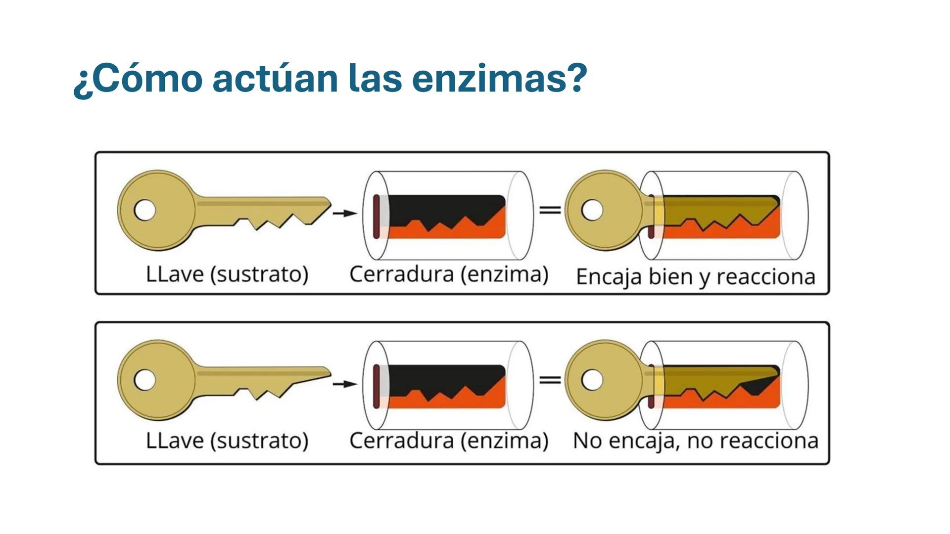 COS
UNIVERSIDAD DE LA COSTA
OAXACA
UNCOS
Universidad de la Costa
Facta non Verba
BIOQUÍMICA
BÁSICA
Licenciatura en Medicina Veterinaria y