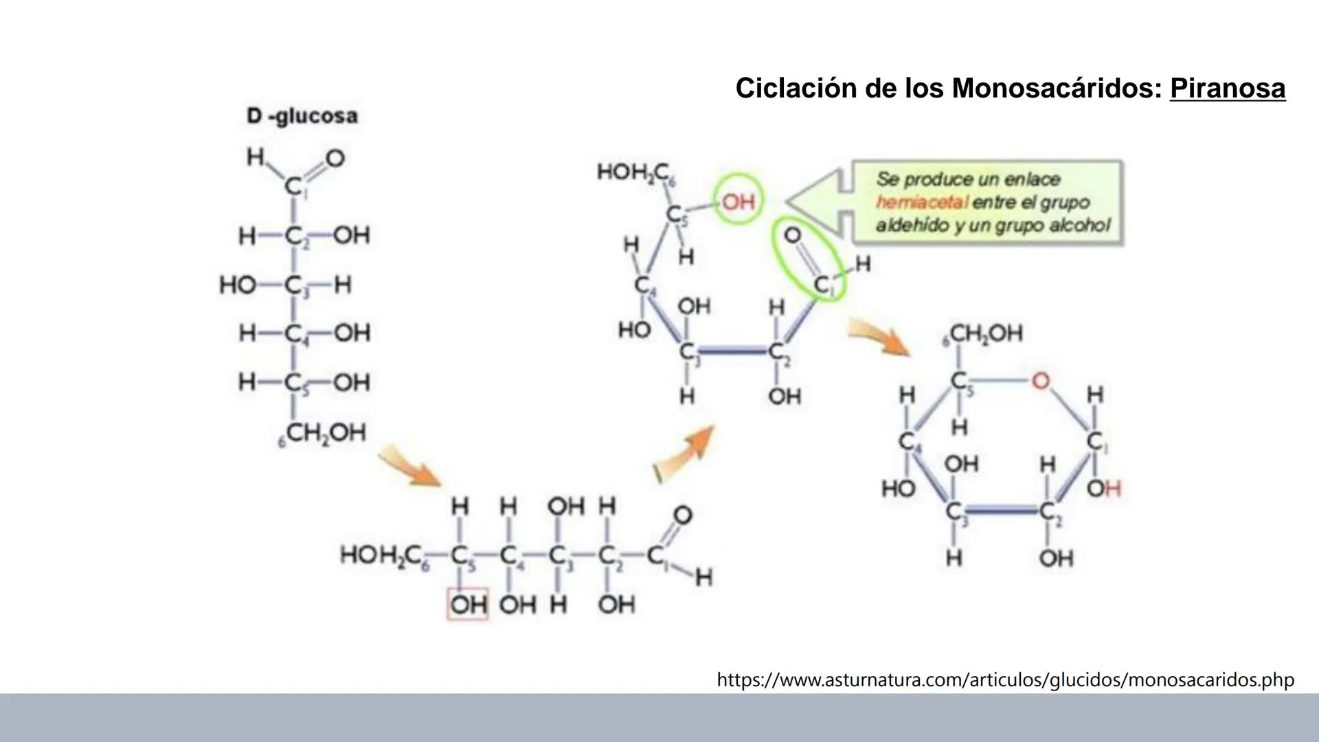 Carbohidratos
Estructura y Propiedades # Generalidades de los Carbohidratos
• Moléculas biológicas más abundantes en la naturaleza
• Form