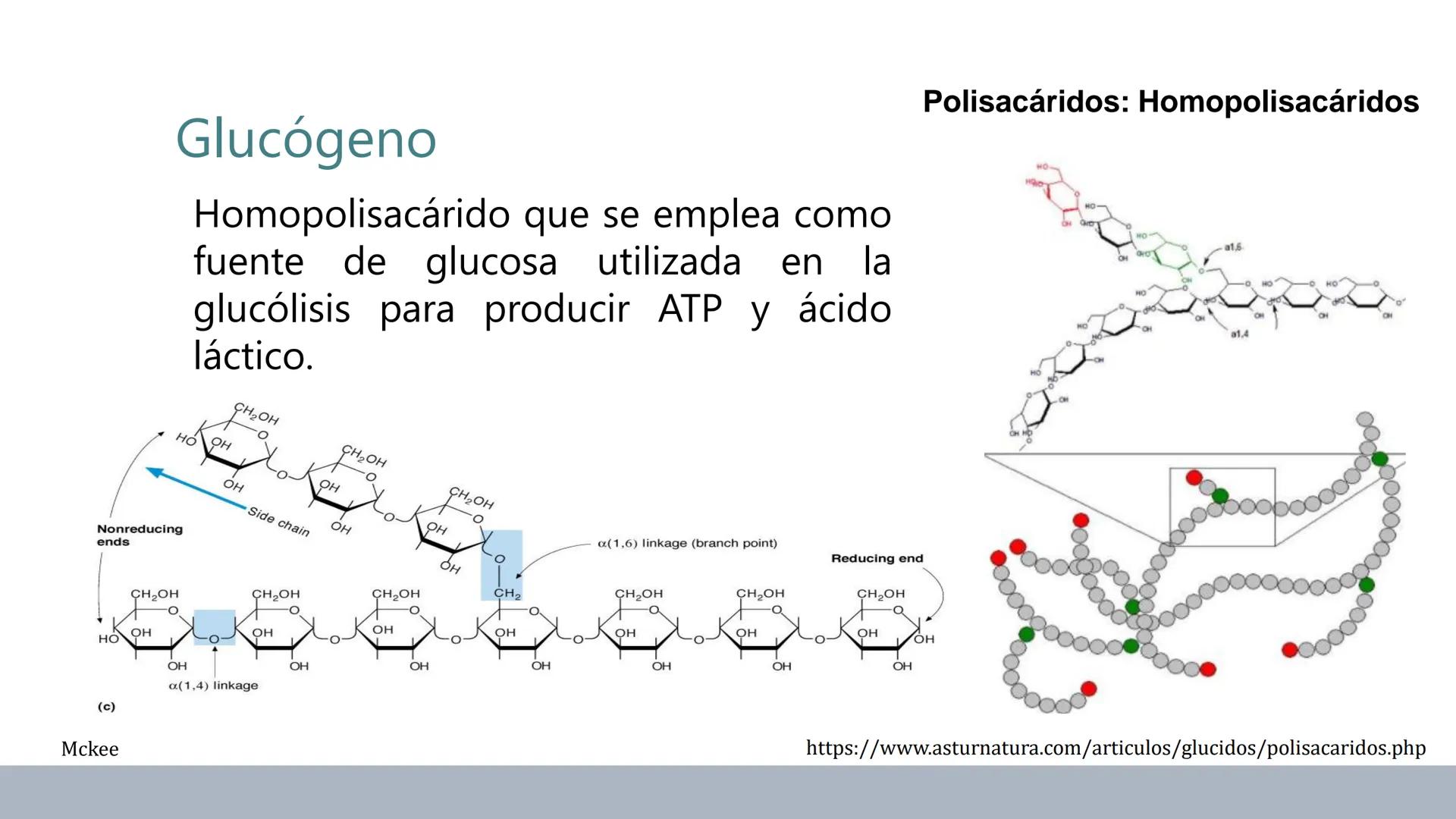 Carbohidratos
Estructura y Propiedades # Generalidades de los Carbohidratos
• Moléculas biológicas más abundantes en la naturaleza
• Form