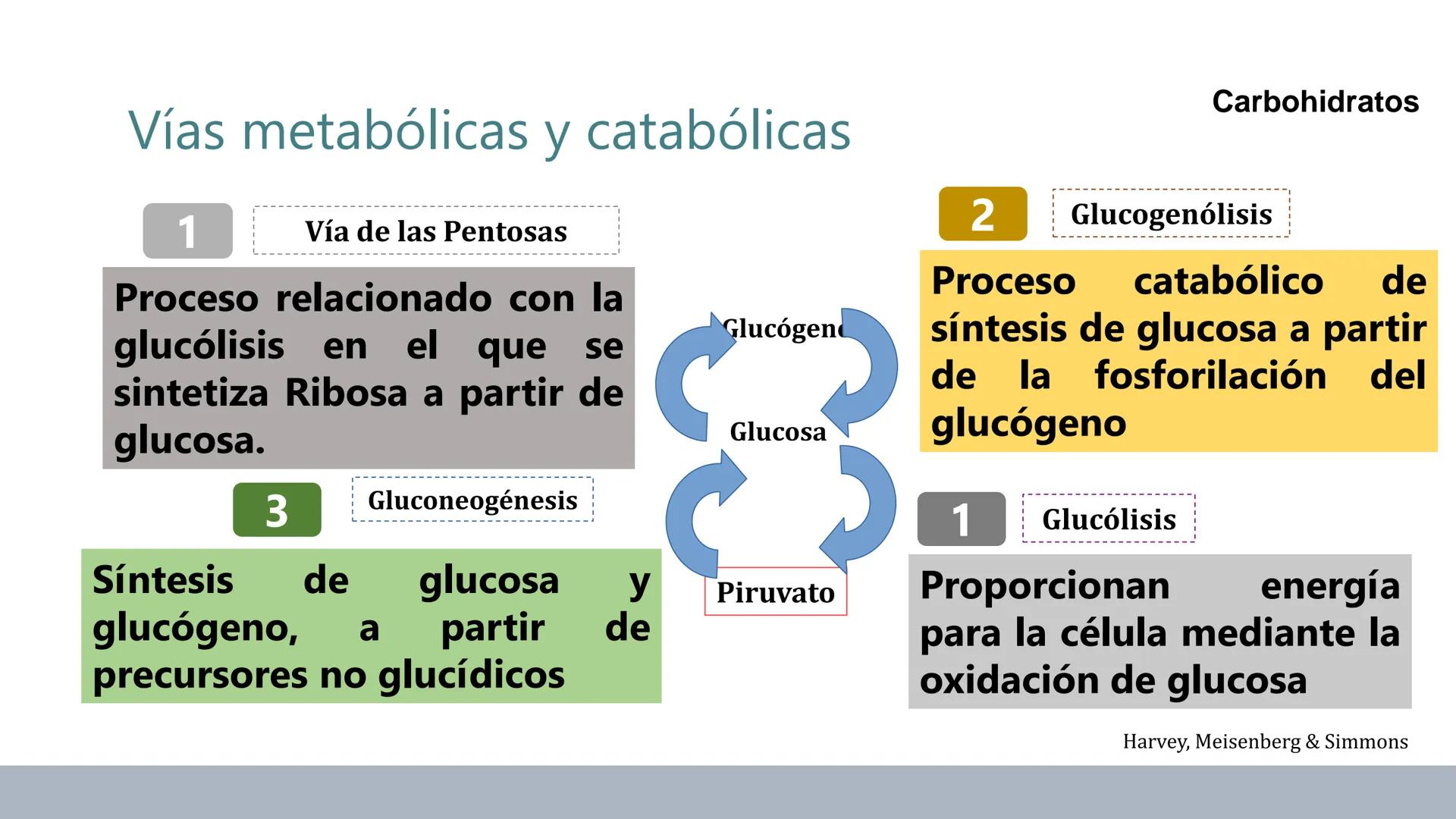 Carbohidratos
Estructura y Propiedades # Generalidades de los Carbohidratos
• Moléculas biológicas más abundantes en la naturaleza
• Form