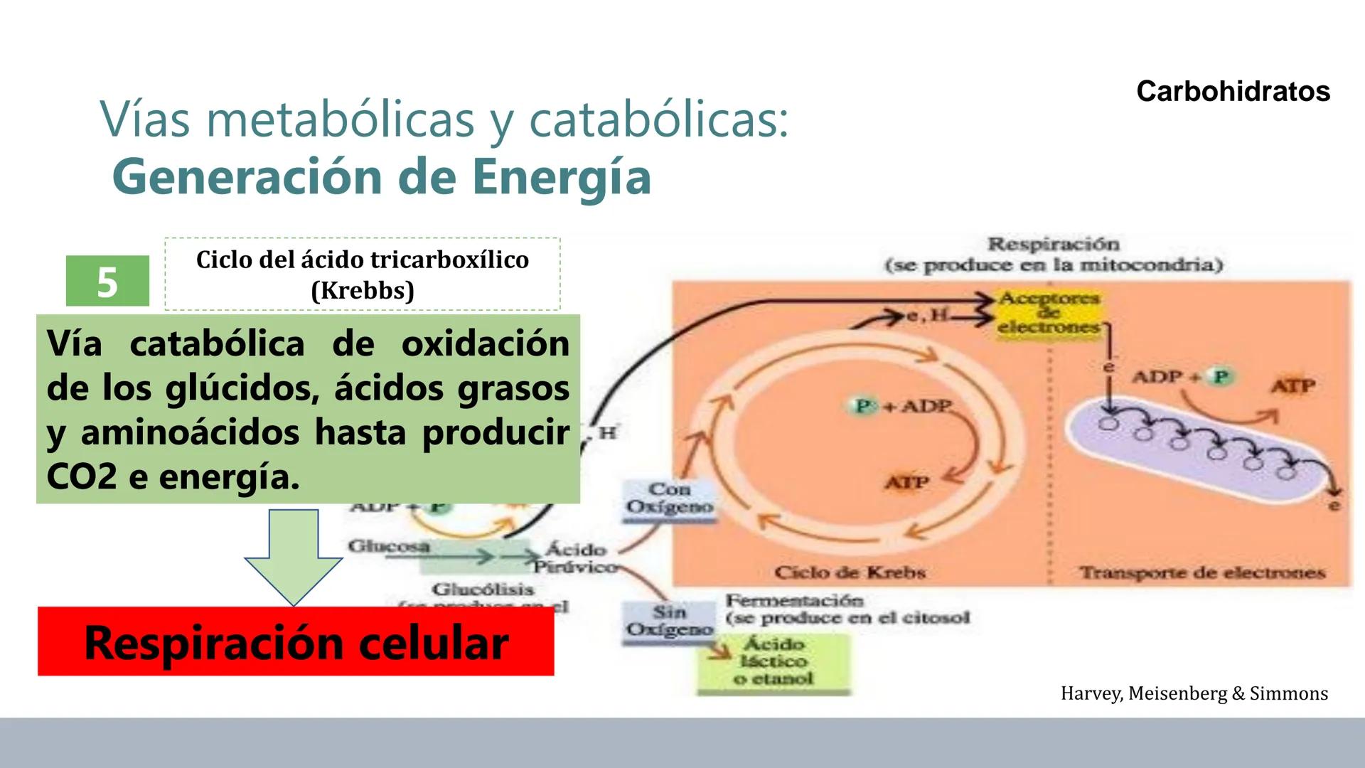 Carbohidratos
Estructura y Propiedades # Generalidades de los Carbohidratos
• Moléculas biológicas más abundantes en la naturaleza
• Form