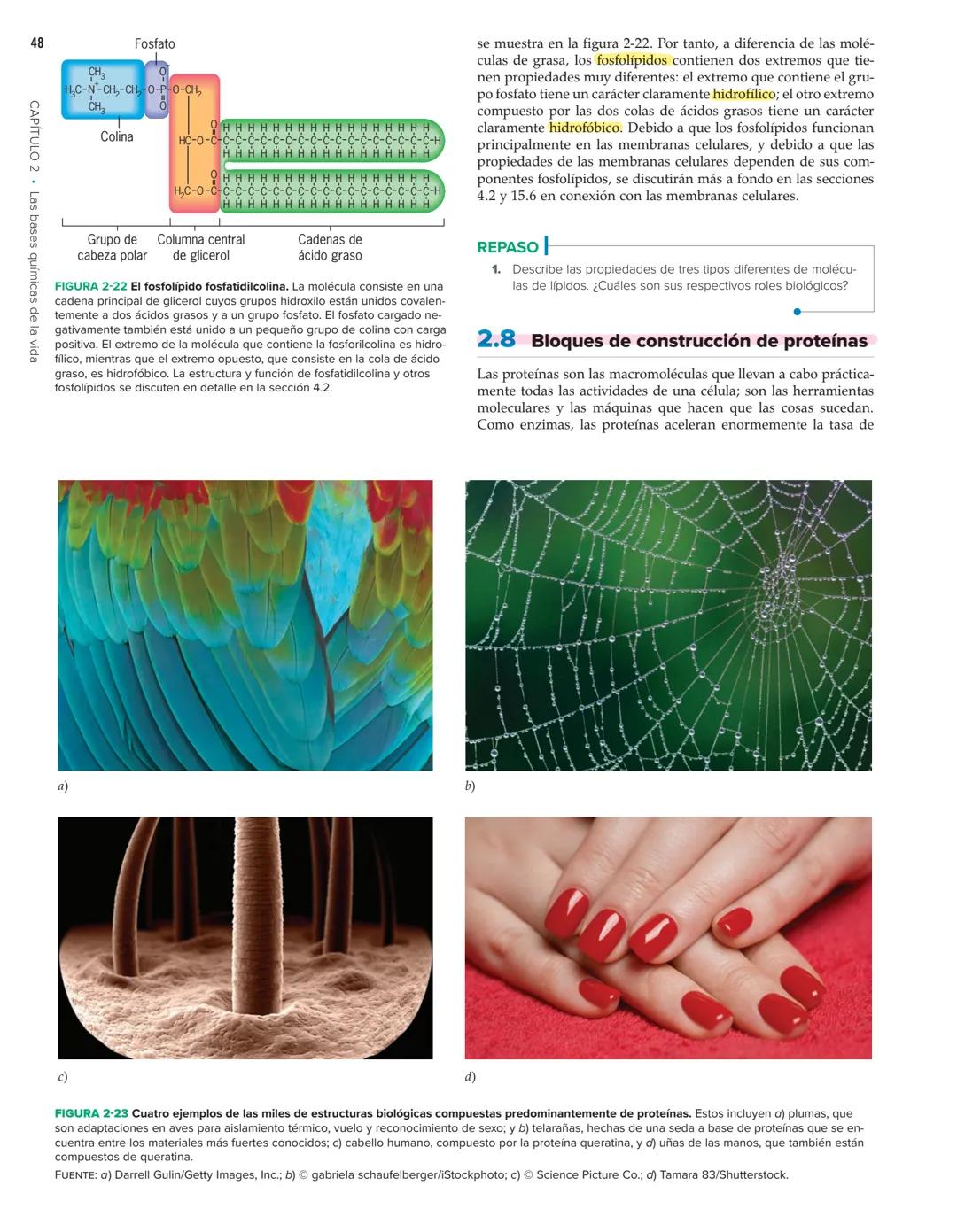 48
Fosfato
CH
CAPÍTULO 2 Las bases químicas de la vida
HC-N-CH2-CH-O-P-O-CH₂
FHO
Colina
HC-O-C-C-C-
HH
HC-O-C-C-
H
Grupo de Columna central