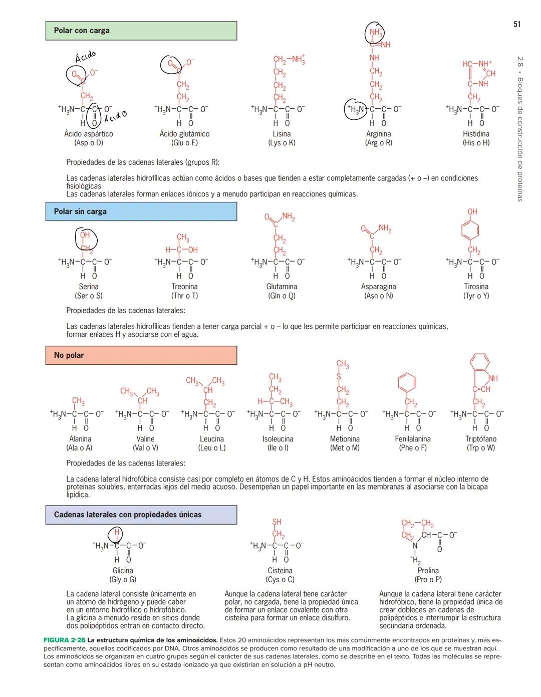 48
Fosfato
CH
CAPÍTULO 2 Las bases químicas de la vida
HC-N-CH2-CH-O-P-O-CH₂
FHO
Colina
HC-O-C-C-C-
HH
HC-O-C-C-
H
Grupo de Columna central