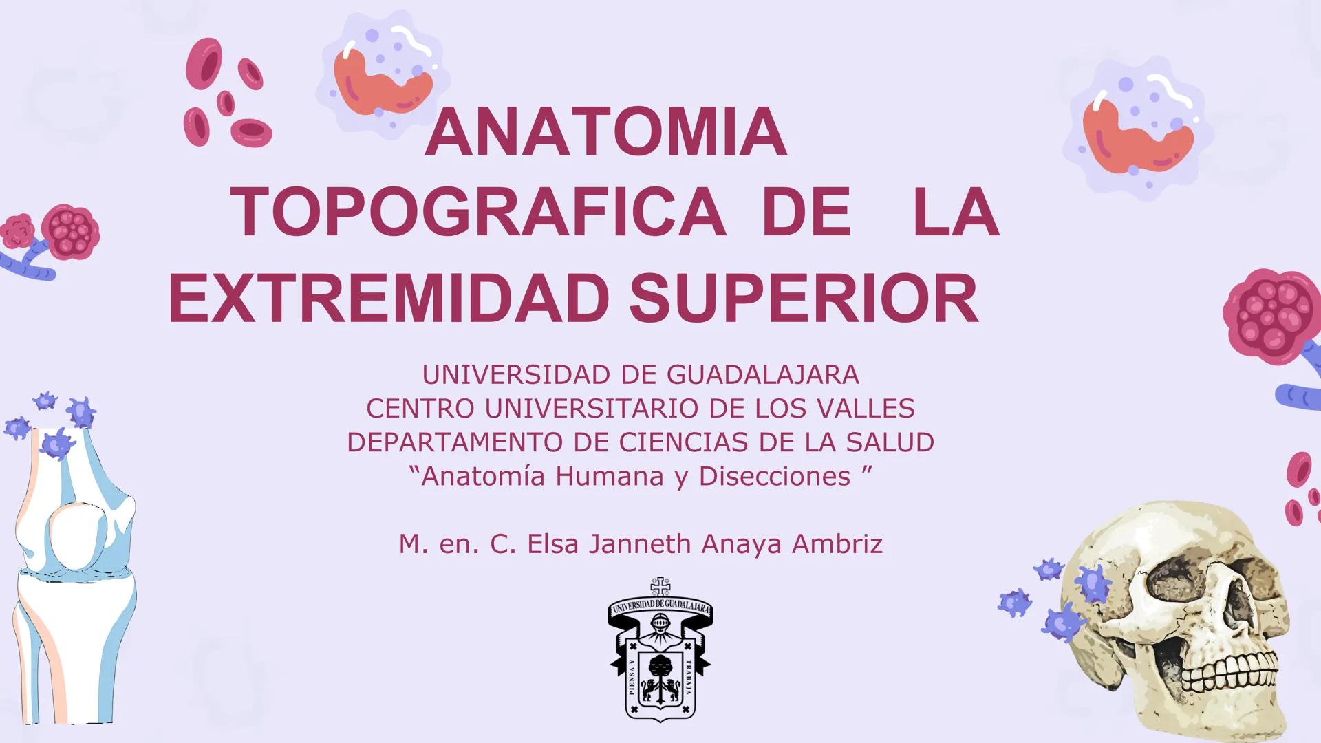 # ΑΝΑΤΟΜΙΑ
# TOPOGRAFICA DE LA
# EXTREMIDAD SUPERIOR
UNIVERSIDAD DE GUADALAJARA
CENTRO UNIVERSITARIO DE LOS VALLES
DEPARTAMENTO DE CIEN