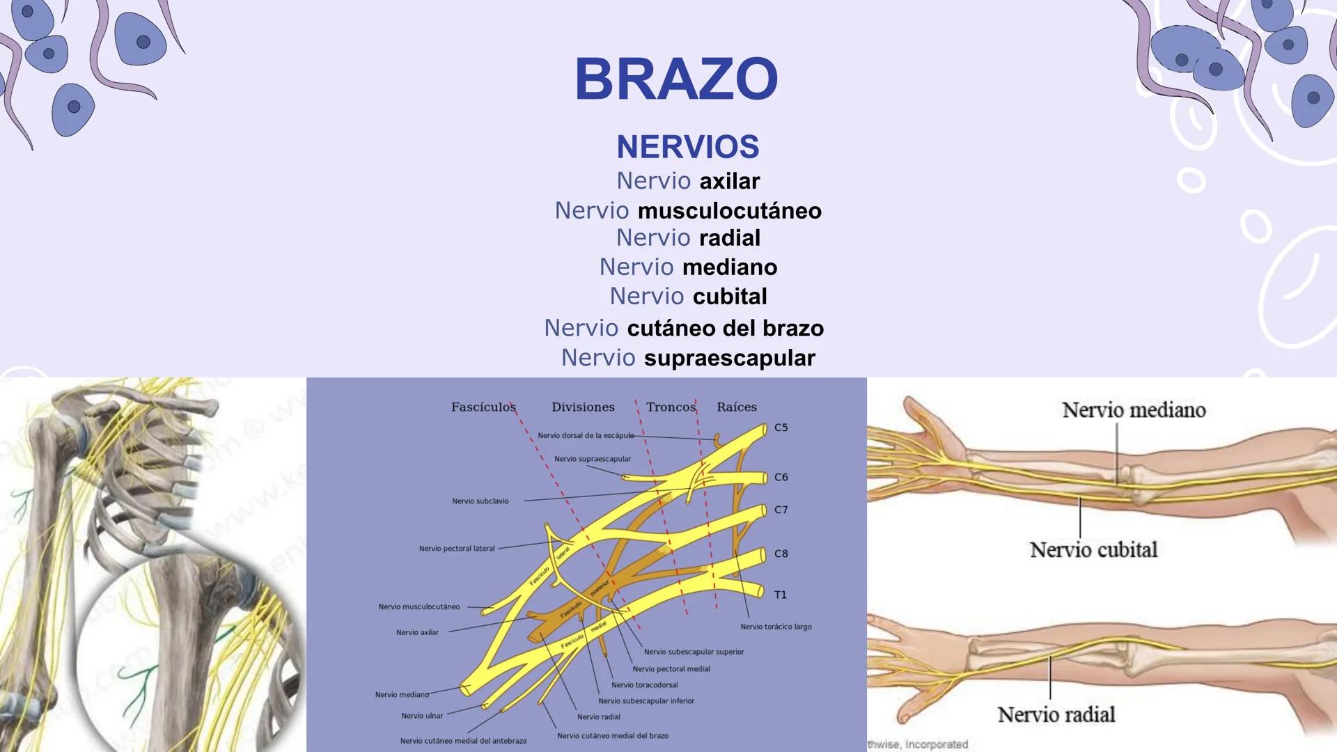 # ΑΝΑΤΟΜΙΑ
# TOPOGRAFICA DE LA
# EXTREMIDAD SUPERIOR
UNIVERSIDAD DE GUADALAJARA
CENTRO UNIVERSITARIO DE LOS VALLES
DEPARTAMENTO DE CIEN