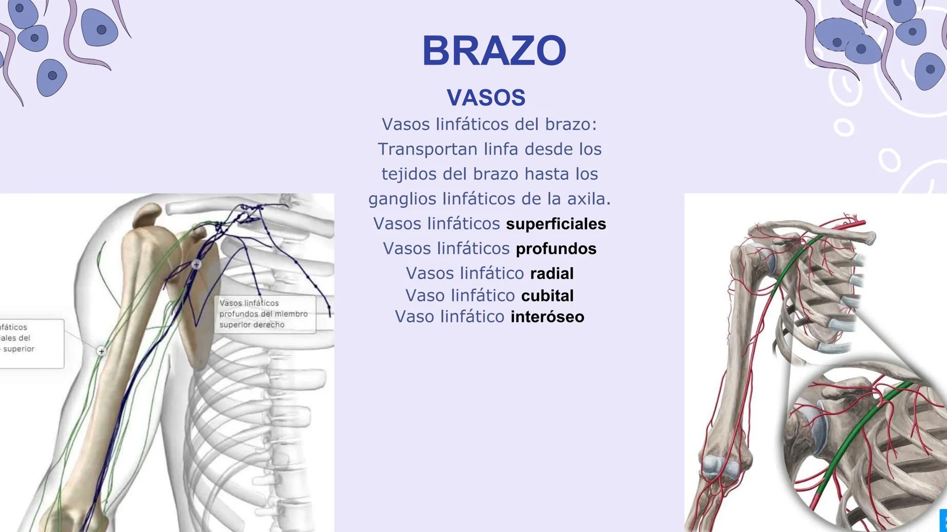 # ΑΝΑΤΟΜΙΑ
# TOPOGRAFICA DE LA
# EXTREMIDAD SUPERIOR
UNIVERSIDAD DE GUADALAJARA
CENTRO UNIVERSITARIO DE LOS VALLES
DEPARTAMENTO DE CIEN