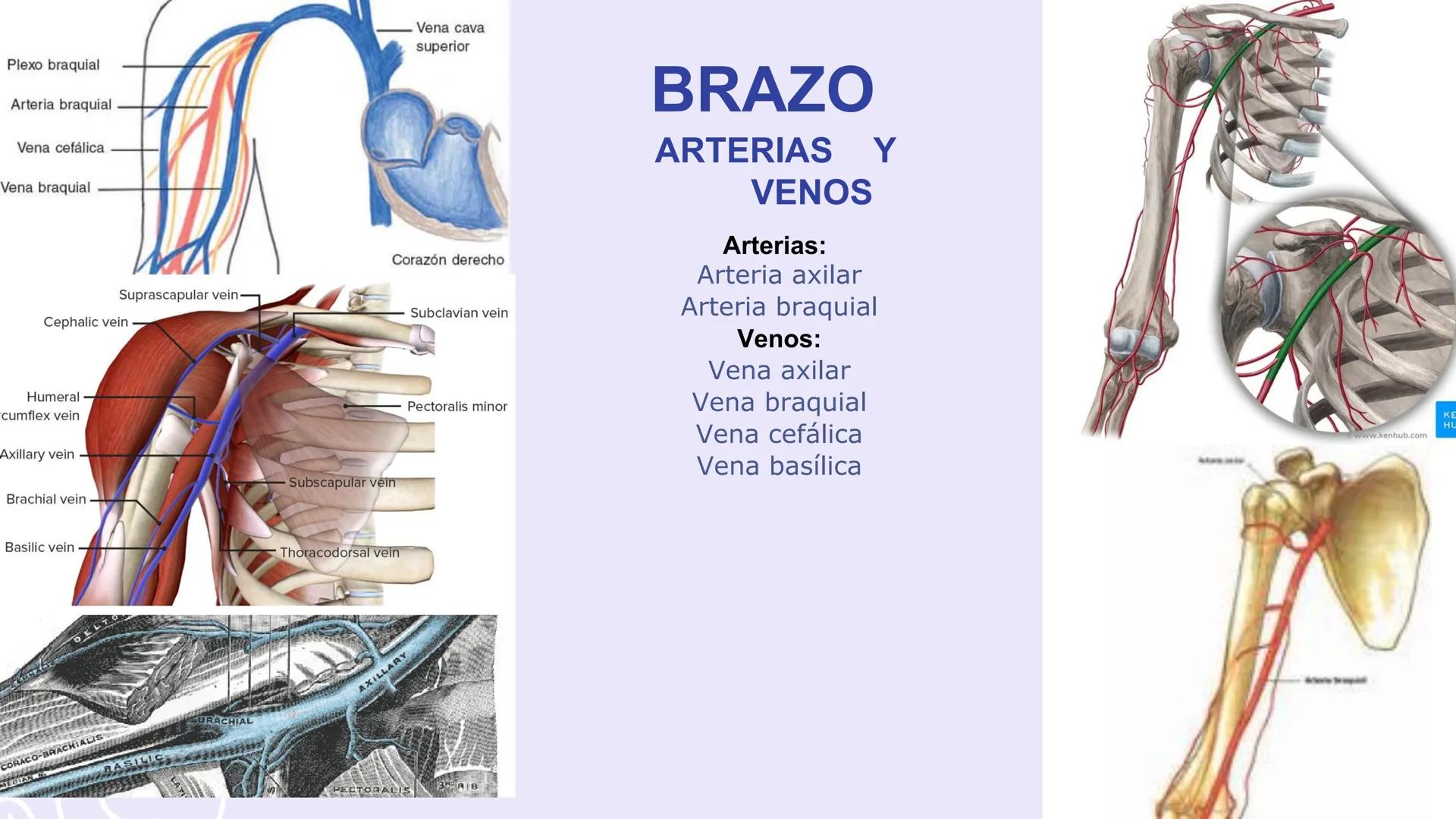 # ΑΝΑΤΟΜΙΑ
# TOPOGRAFICA DE LA
# EXTREMIDAD SUPERIOR
UNIVERSIDAD DE GUADALAJARA
CENTRO UNIVERSITARIO DE LOS VALLES
DEPARTAMENTO DE CIEN