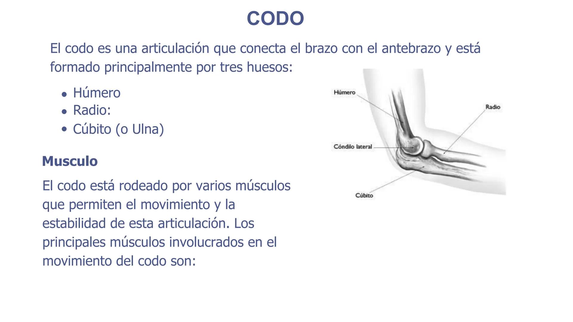 # ΑΝΑΤΟΜΙΑ
# TOPOGRAFICA DE LA
# EXTREMIDAD SUPERIOR
UNIVERSIDAD DE GUADALAJARA
CENTRO UNIVERSITARIO DE LOS VALLES
DEPARTAMENTO DE CIEN