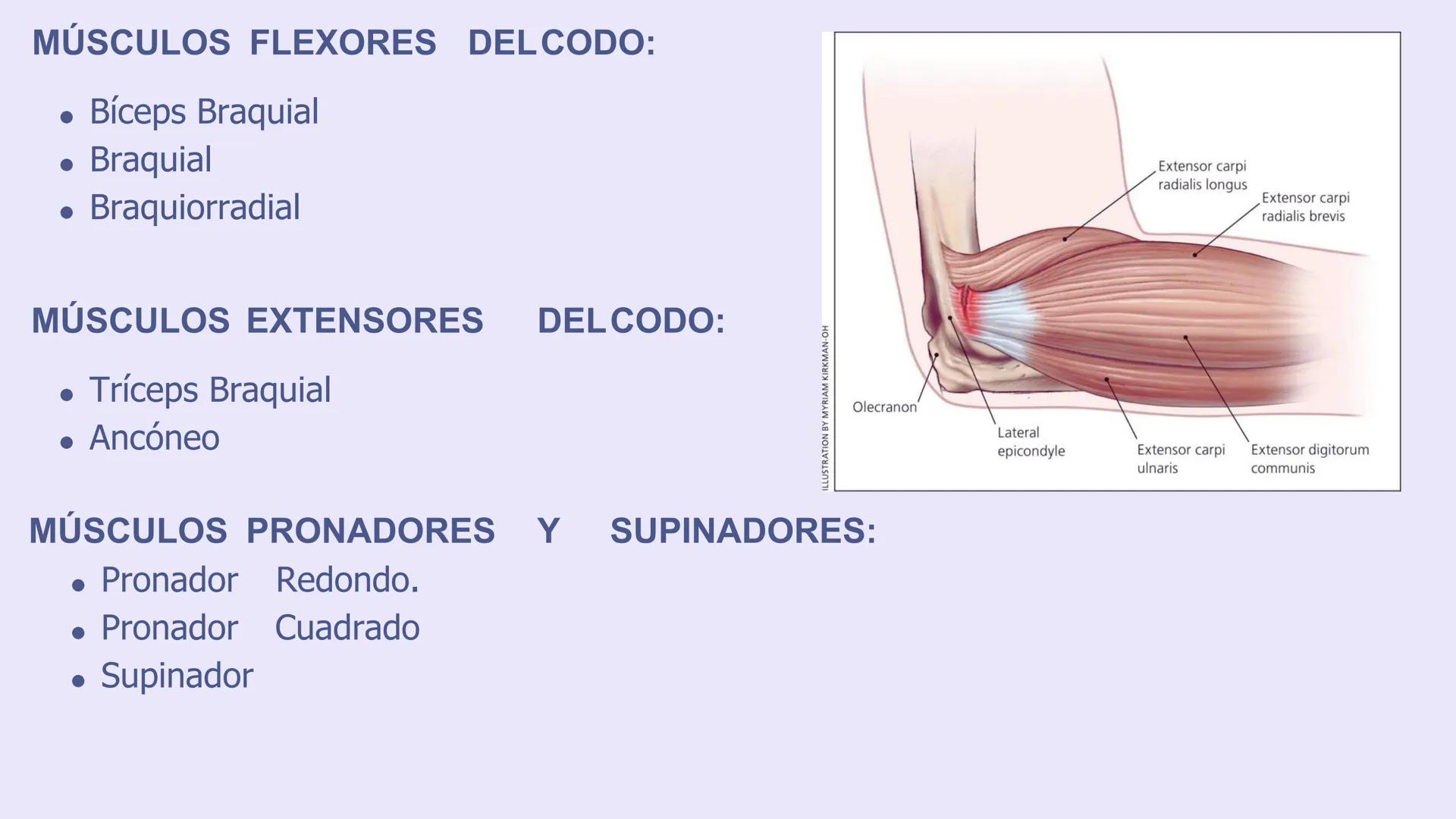 # ΑΝΑΤΟΜΙΑ
# TOPOGRAFICA DE LA
# EXTREMIDAD SUPERIOR
UNIVERSIDAD DE GUADALAJARA
CENTRO UNIVERSITARIO DE LOS VALLES
DEPARTAMENTO DE CIEN