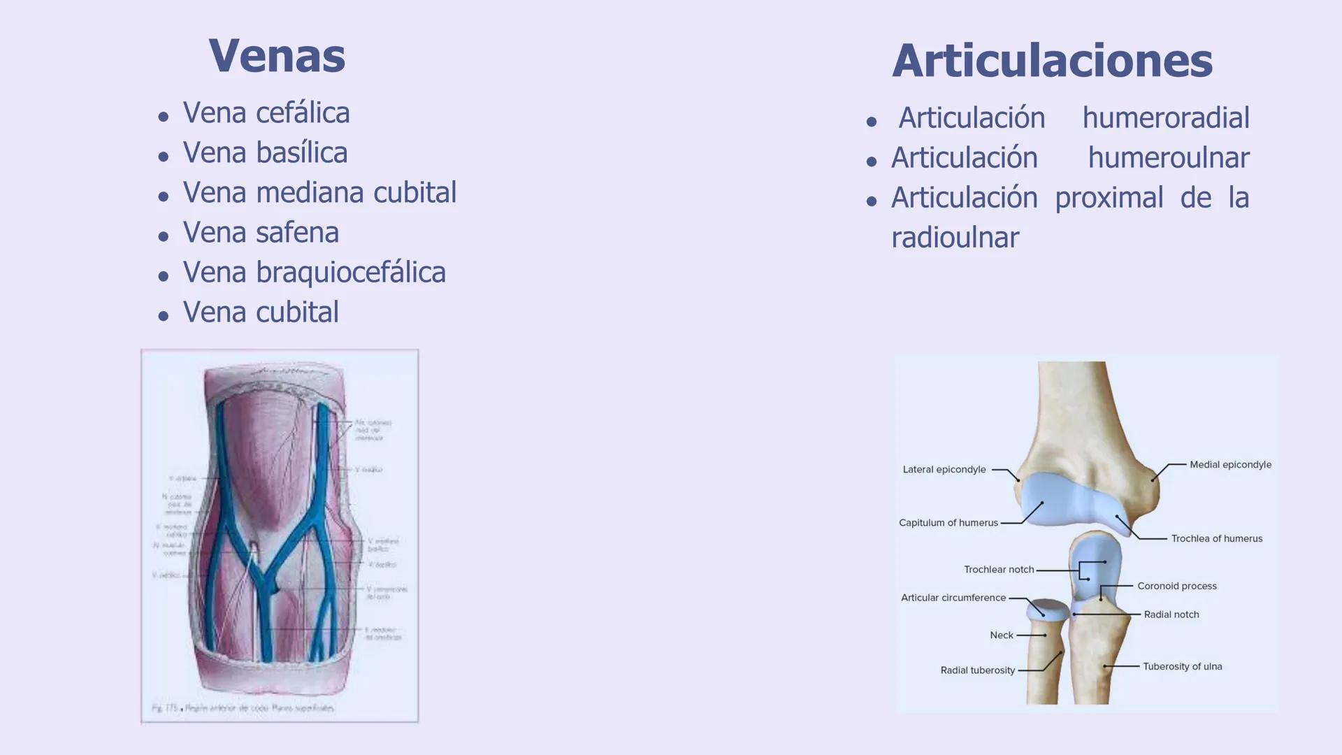 # ΑΝΑΤΟΜΙΑ
# TOPOGRAFICA DE LA
# EXTREMIDAD SUPERIOR
UNIVERSIDAD DE GUADALAJARA
CENTRO UNIVERSITARIO DE LOS VALLES
DEPARTAMENTO DE CIEN