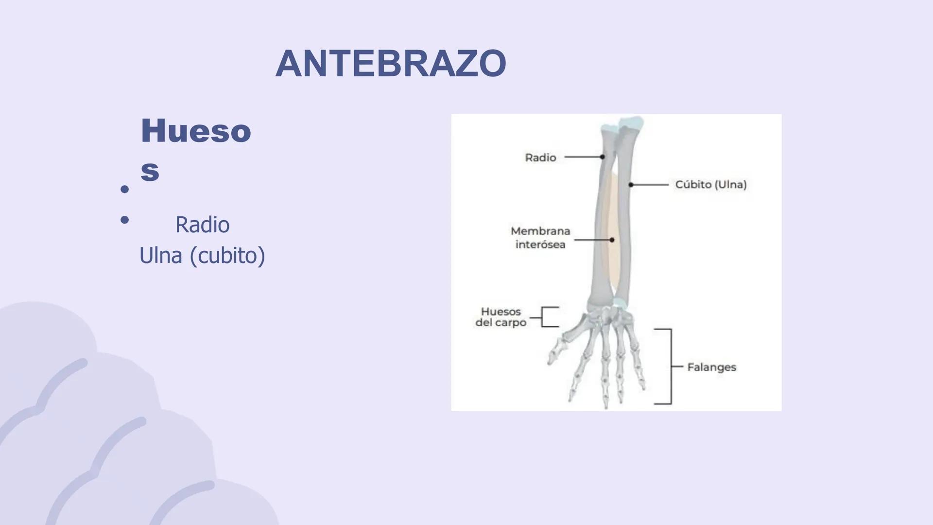# ΑΝΑΤΟΜΙΑ
# TOPOGRAFICA DE LA
# EXTREMIDAD SUPERIOR
UNIVERSIDAD DE GUADALAJARA
CENTRO UNIVERSITARIO DE LOS VALLES
DEPARTAMENTO DE CIEN