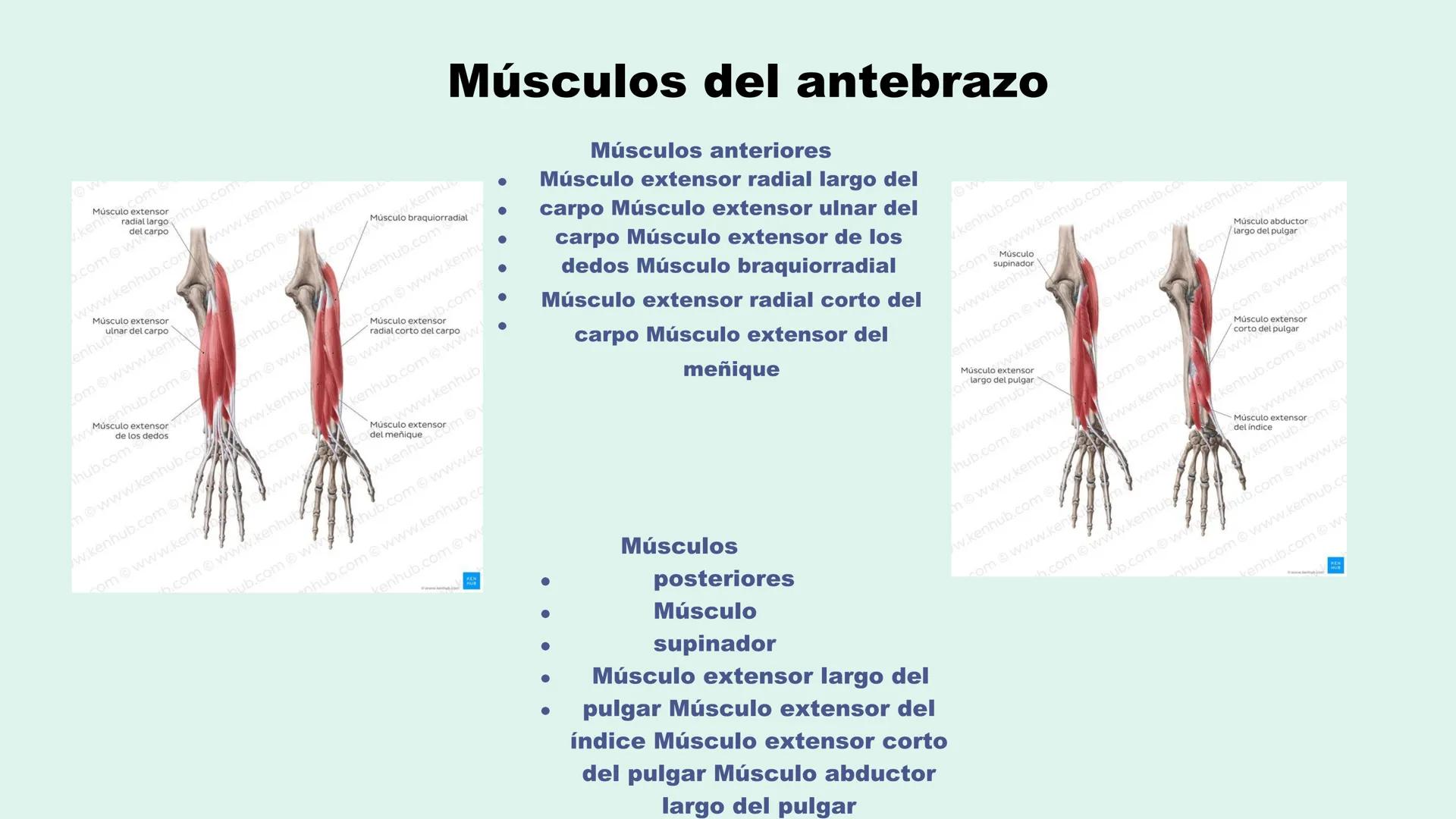 # ΑΝΑΤΟΜΙΑ
# TOPOGRAFICA DE LA
# EXTREMIDAD SUPERIOR
UNIVERSIDAD DE GUADALAJARA
CENTRO UNIVERSITARIO DE LOS VALLES
DEPARTAMENTO DE CIEN