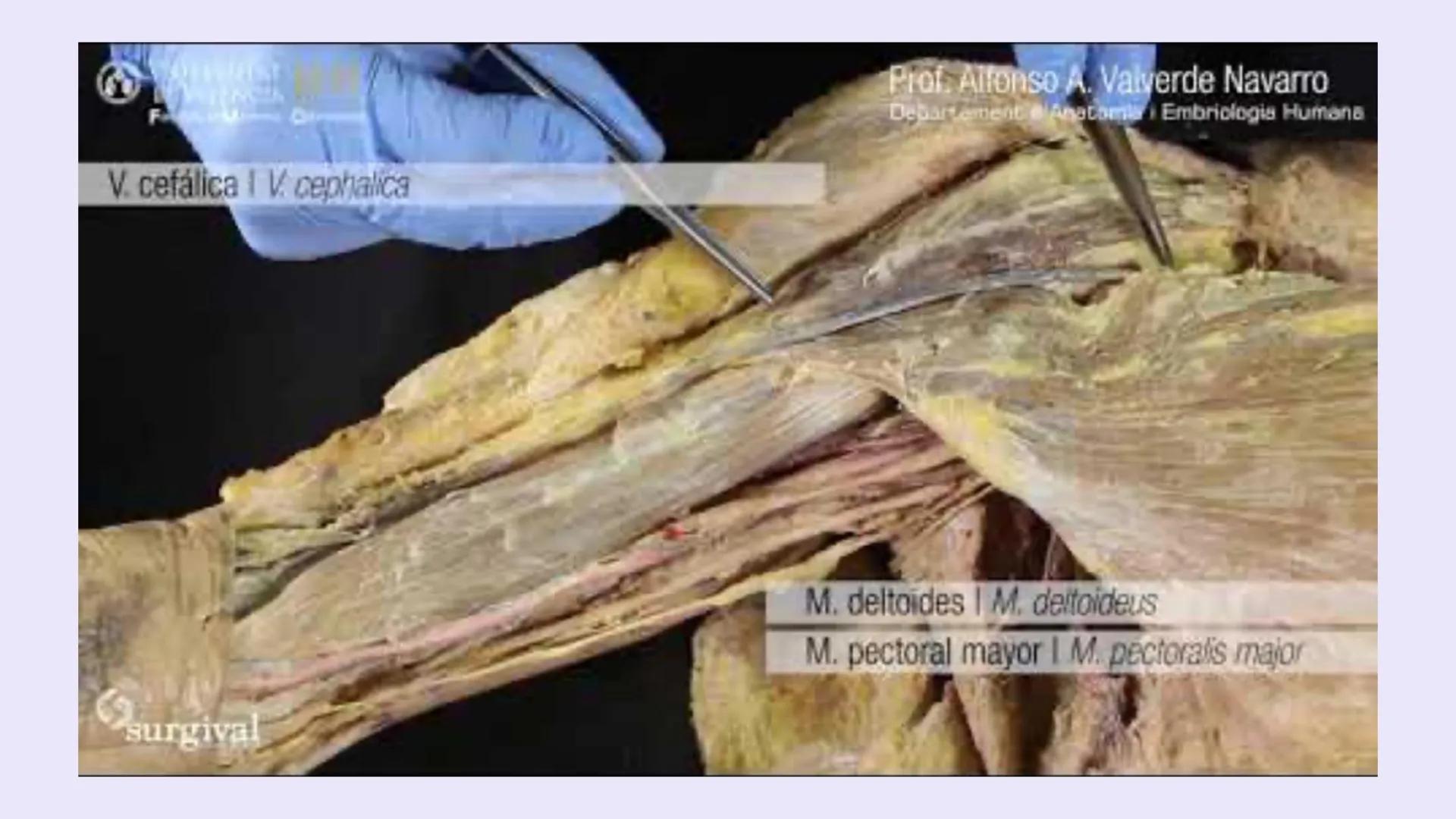 # ΑΝΑΤΟΜΙΑ
# TOPOGRAFICA DE LA
# EXTREMIDAD SUPERIOR
UNIVERSIDAD DE GUADALAJARA
CENTRO UNIVERSITARIO DE LOS VALLES
DEPARTAMENTO DE CIEN