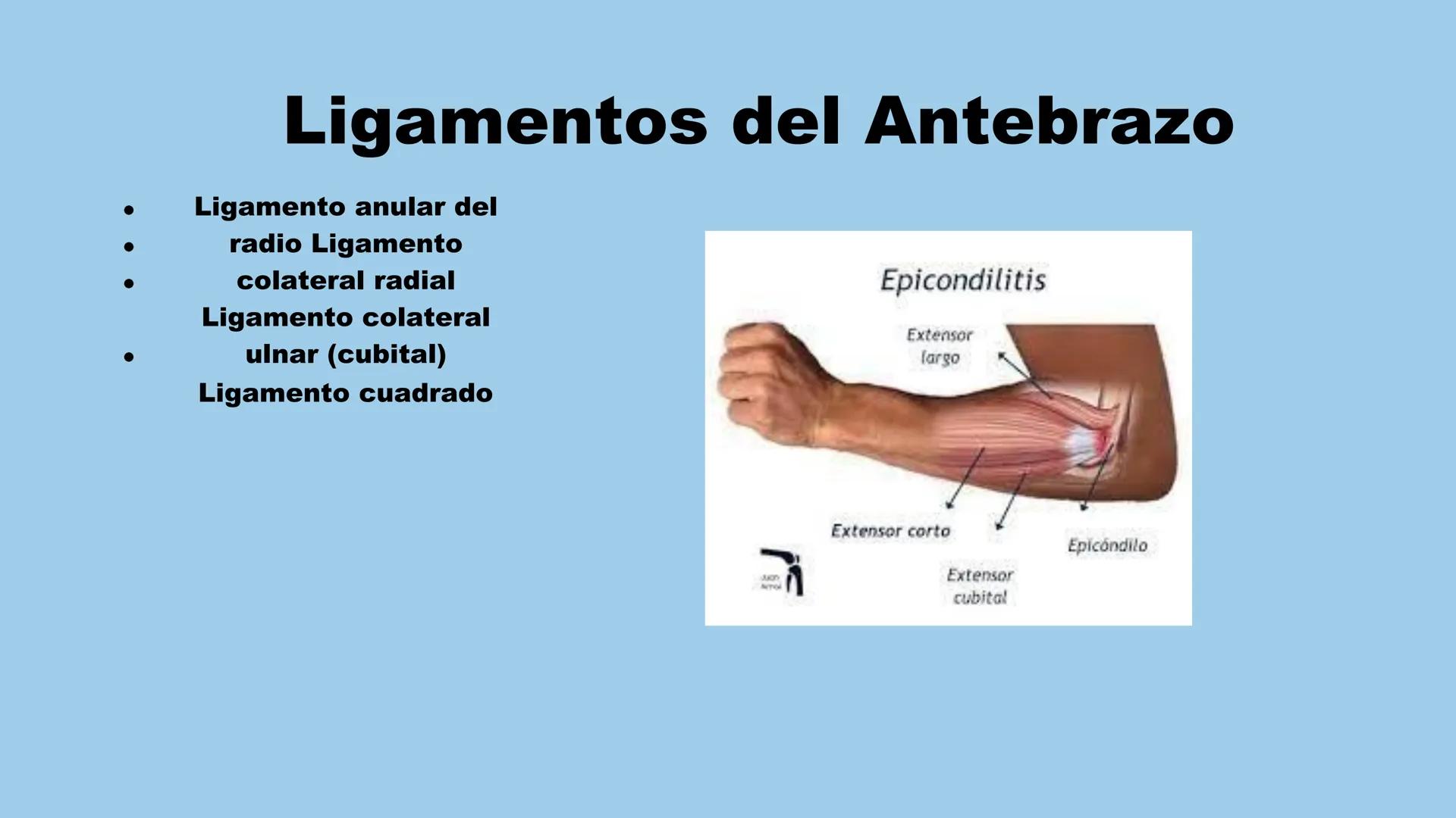 # ΑΝΑΤΟΜΙΑ
# TOPOGRAFICA DE LA
# EXTREMIDAD SUPERIOR
UNIVERSIDAD DE GUADALAJARA
CENTRO UNIVERSITARIO DE LOS VALLES
DEPARTAMENTO DE CIEN