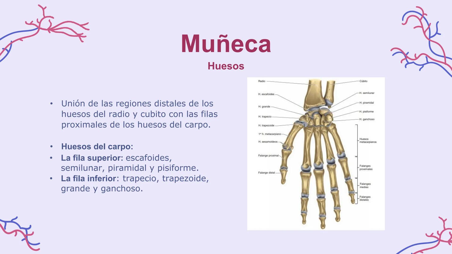 # ΑΝΑΤΟΜΙΑ
# TOPOGRAFICA DE LA
# EXTREMIDAD SUPERIOR
UNIVERSIDAD DE GUADALAJARA
CENTRO UNIVERSITARIO DE LOS VALLES
DEPARTAMENTO DE CIEN