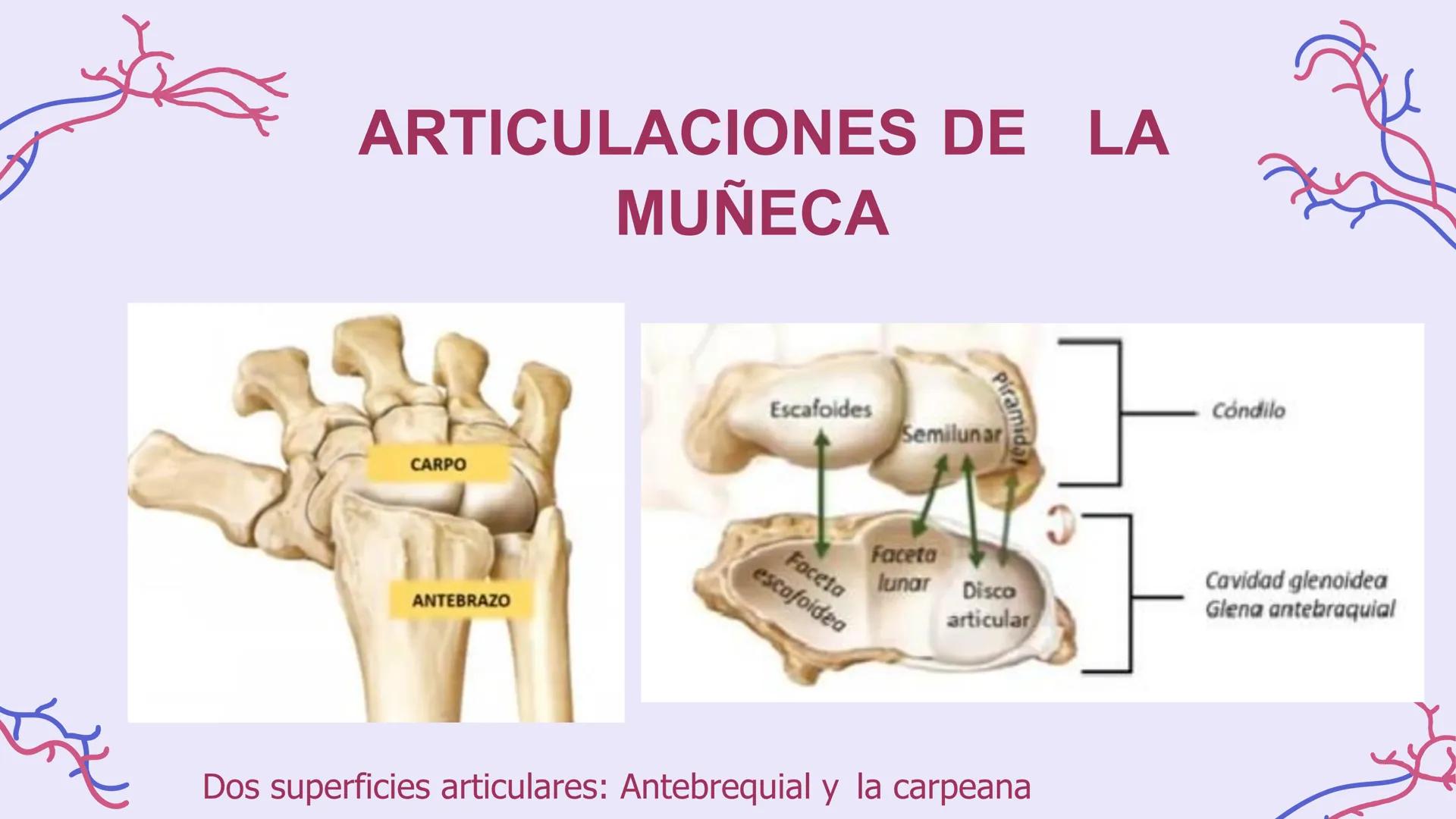 # ΑΝΑΤΟΜΙΑ
# TOPOGRAFICA DE LA
# EXTREMIDAD SUPERIOR
UNIVERSIDAD DE GUADALAJARA
CENTRO UNIVERSITARIO DE LOS VALLES
DEPARTAMENTO DE CIEN
