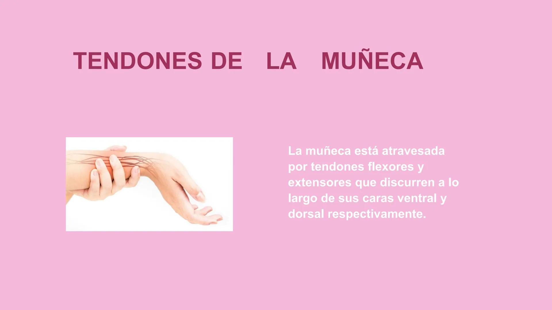 # ΑΝΑΤΟΜΙΑ
# TOPOGRAFICA DE LA
# EXTREMIDAD SUPERIOR
UNIVERSIDAD DE GUADALAJARA
CENTRO UNIVERSITARIO DE LOS VALLES
DEPARTAMENTO DE CIEN