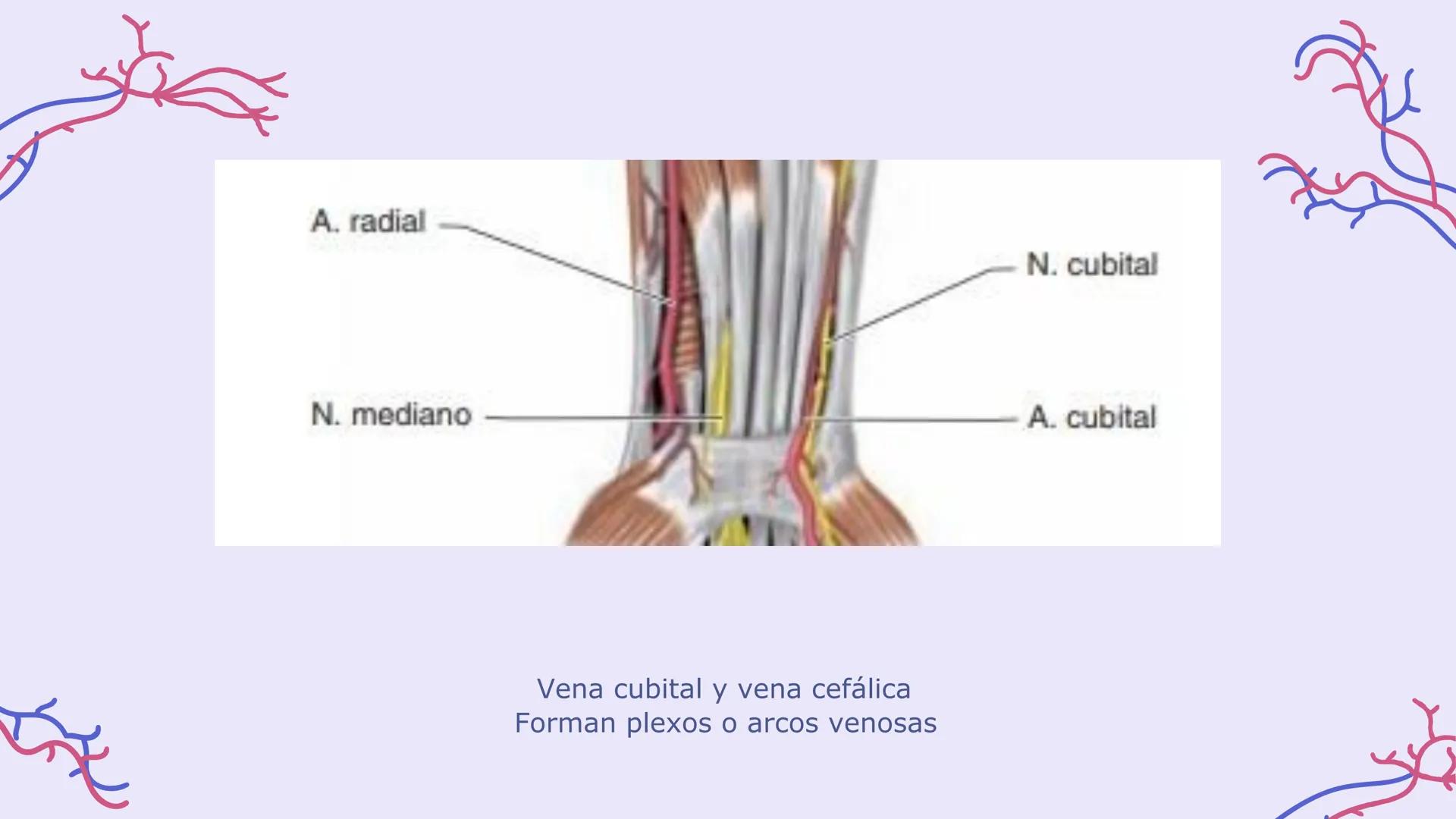 # ΑΝΑΤΟΜΙΑ
# TOPOGRAFICA DE LA
# EXTREMIDAD SUPERIOR
UNIVERSIDAD DE GUADALAJARA
CENTRO UNIVERSITARIO DE LOS VALLES
DEPARTAMENTO DE CIEN