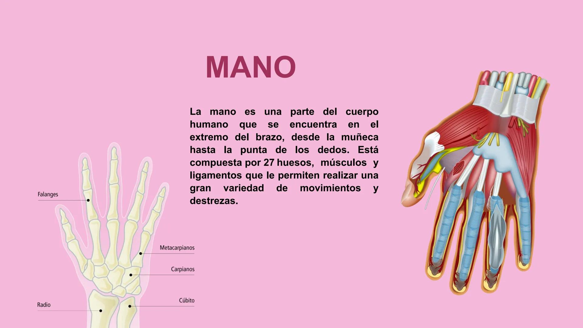 # ΑΝΑΤΟΜΙΑ
# TOPOGRAFICA DE LA
# EXTREMIDAD SUPERIOR
UNIVERSIDAD DE GUADALAJARA
CENTRO UNIVERSITARIO DE LOS VALLES
DEPARTAMENTO DE CIEN