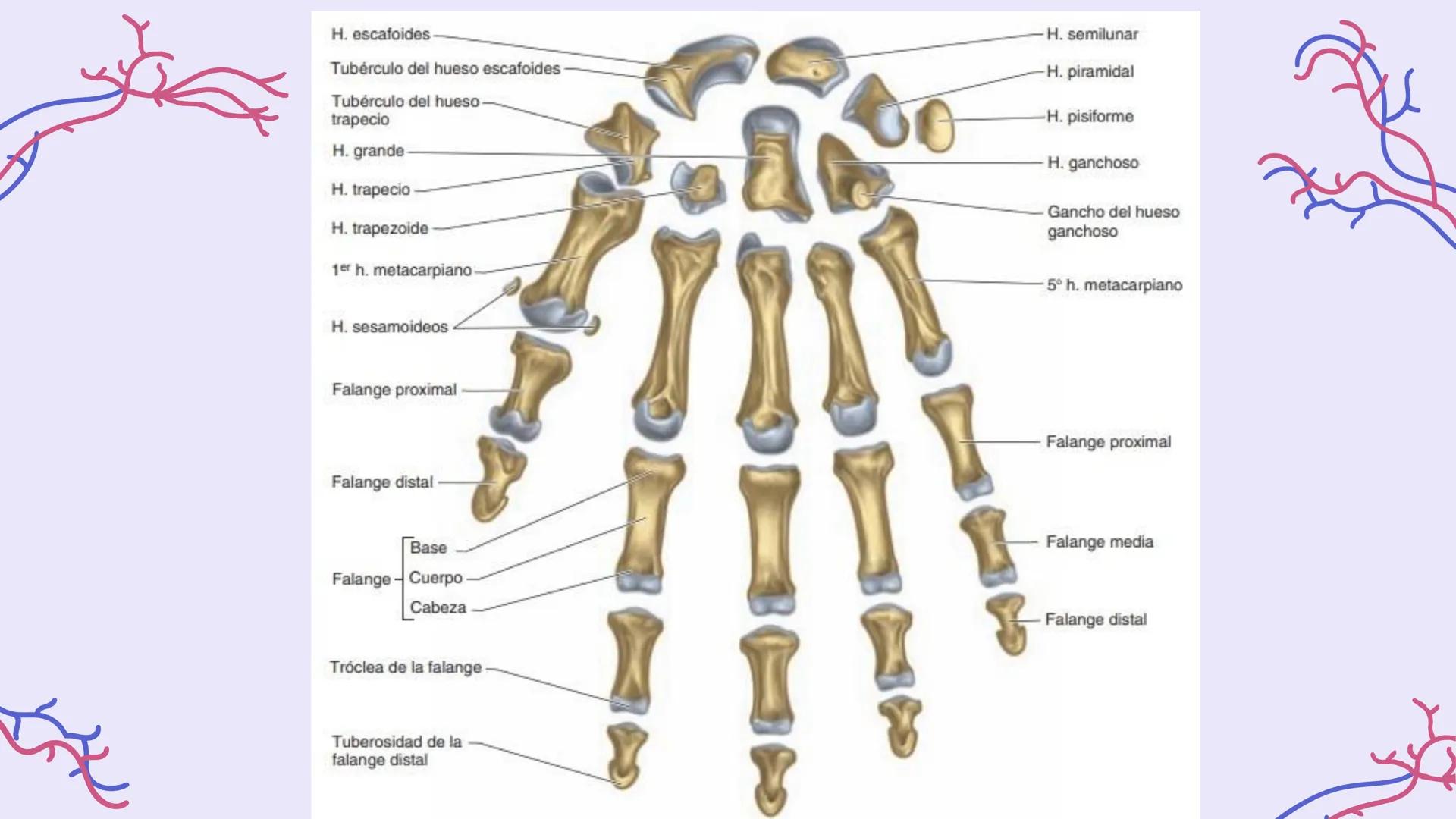 # ΑΝΑΤΟΜΙΑ
# TOPOGRAFICA DE LA
# EXTREMIDAD SUPERIOR
UNIVERSIDAD DE GUADALAJARA
CENTRO UNIVERSITARIO DE LOS VALLES
DEPARTAMENTO DE CIEN