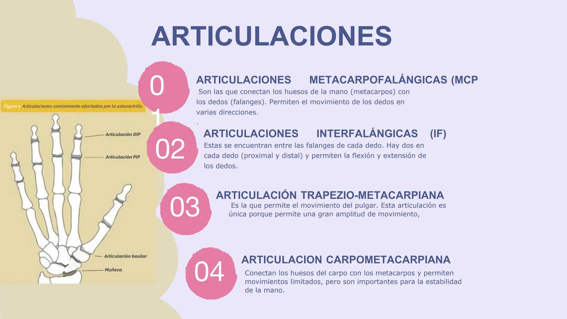 # ΑΝΑΤΟΜΙΑ
# TOPOGRAFICA DE LA
# EXTREMIDAD SUPERIOR
UNIVERSIDAD DE GUADALAJARA
CENTRO UNIVERSITARIO DE LOS VALLES
DEPARTAMENTO DE CIEN