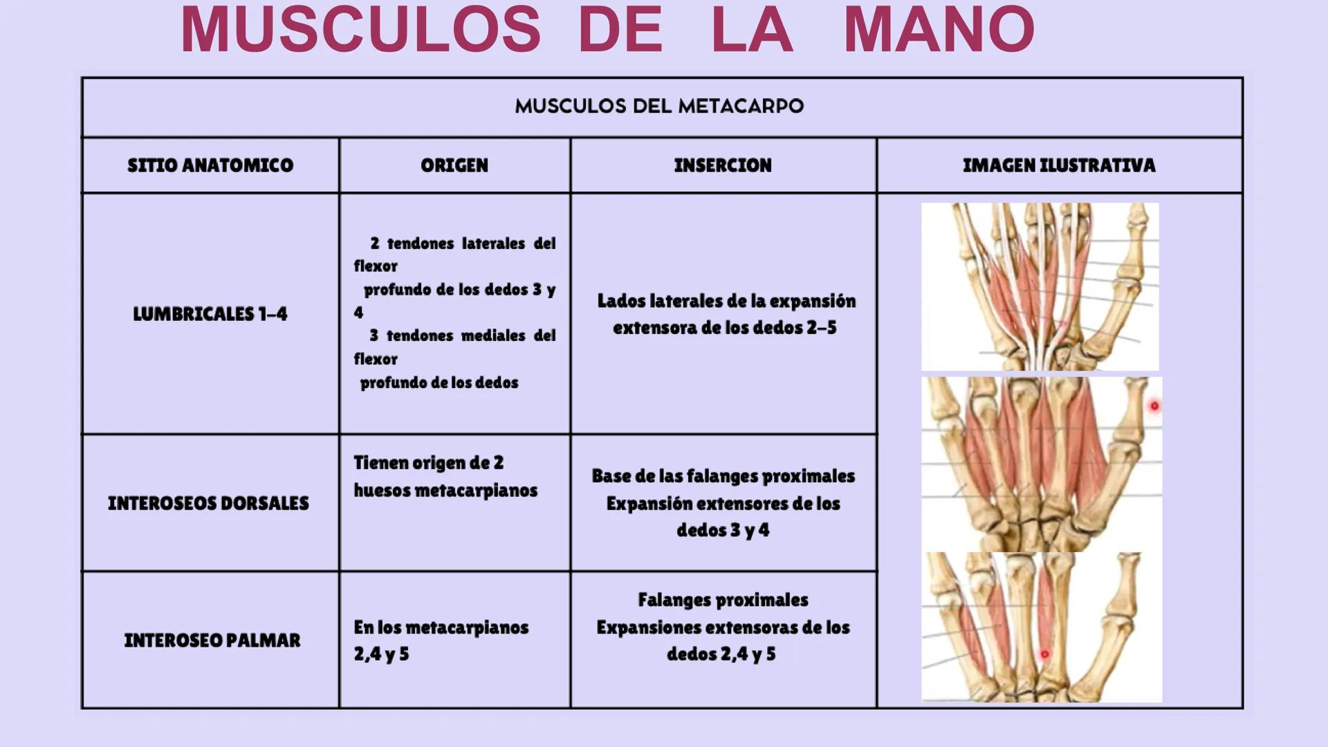 # ΑΝΑΤΟΜΙΑ
# TOPOGRAFICA DE LA
# EXTREMIDAD SUPERIOR
UNIVERSIDAD DE GUADALAJARA
CENTRO UNIVERSITARIO DE LOS VALLES
DEPARTAMENTO DE CIEN
