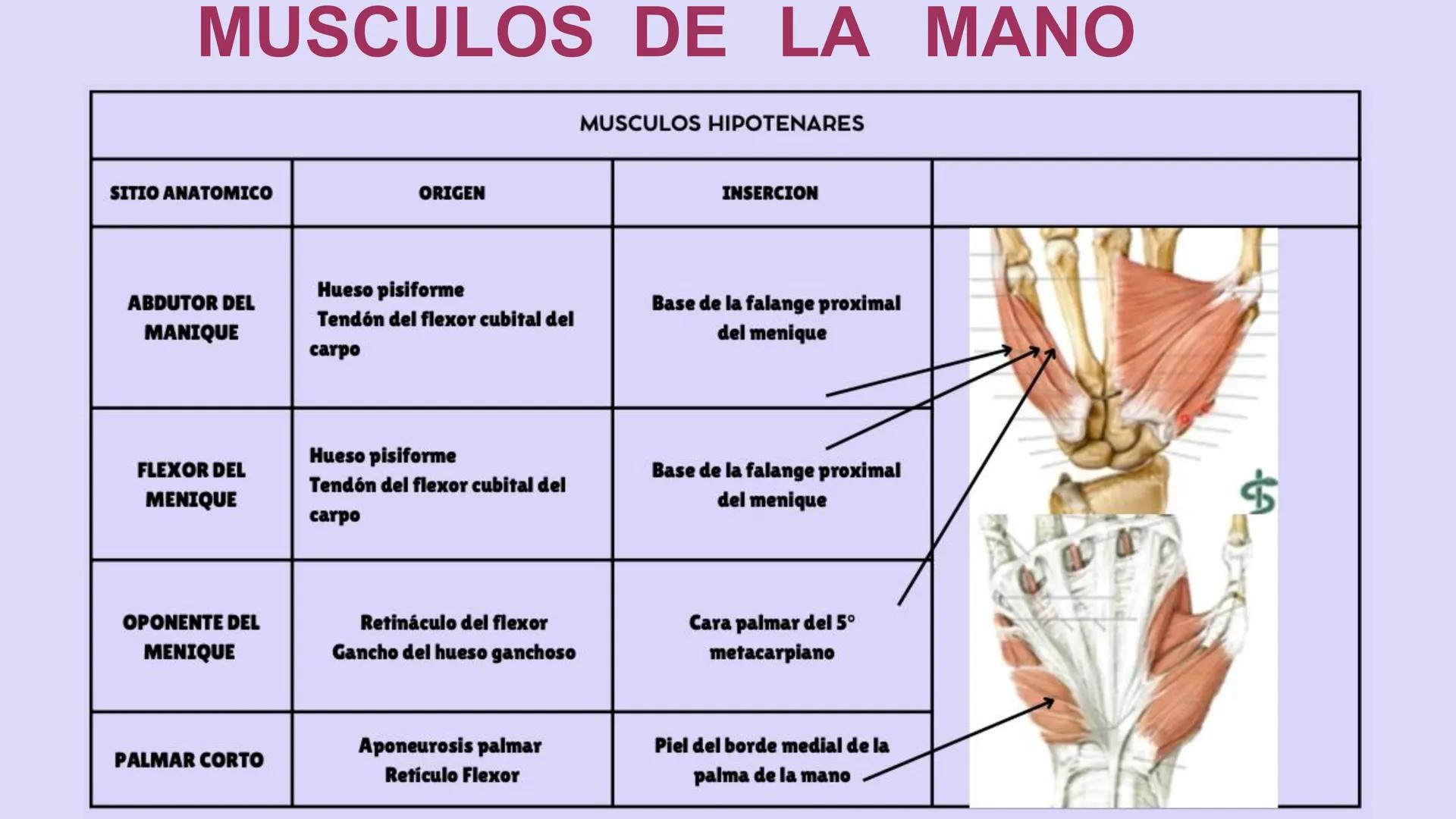 # ΑΝΑΤΟΜΙΑ
# TOPOGRAFICA DE LA
# EXTREMIDAD SUPERIOR
UNIVERSIDAD DE GUADALAJARA
CENTRO UNIVERSITARIO DE LOS VALLES
DEPARTAMENTO DE CIEN