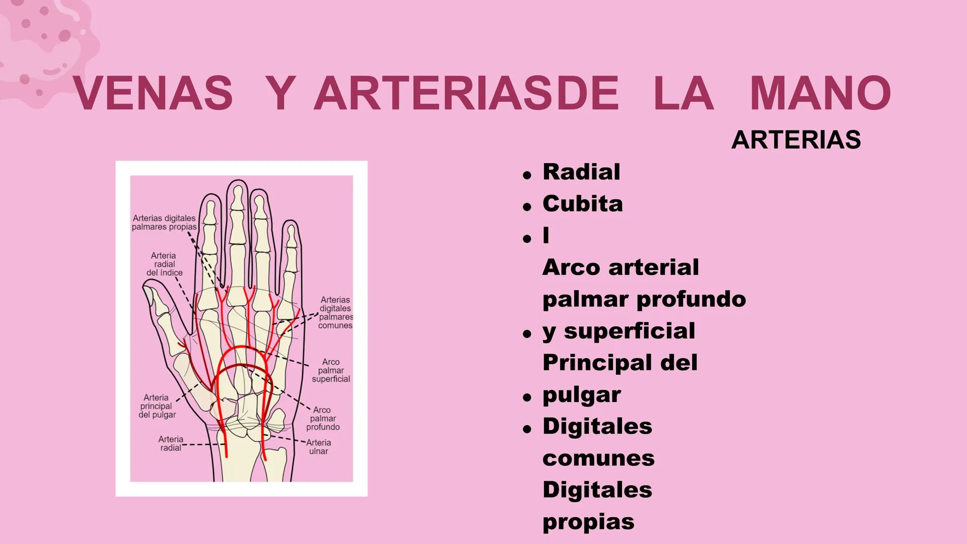 # ΑΝΑΤΟΜΙΑ
# TOPOGRAFICA DE LA
# EXTREMIDAD SUPERIOR
UNIVERSIDAD DE GUADALAJARA
CENTRO UNIVERSITARIO DE LOS VALLES
DEPARTAMENTO DE CIEN