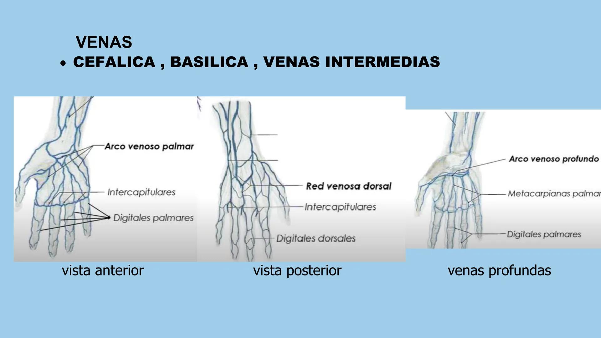 # ΑΝΑΤΟΜΙΑ
# TOPOGRAFICA DE LA
# EXTREMIDAD SUPERIOR
UNIVERSIDAD DE GUADALAJARA
CENTRO UNIVERSITARIO DE LOS VALLES
DEPARTAMENTO DE CIEN