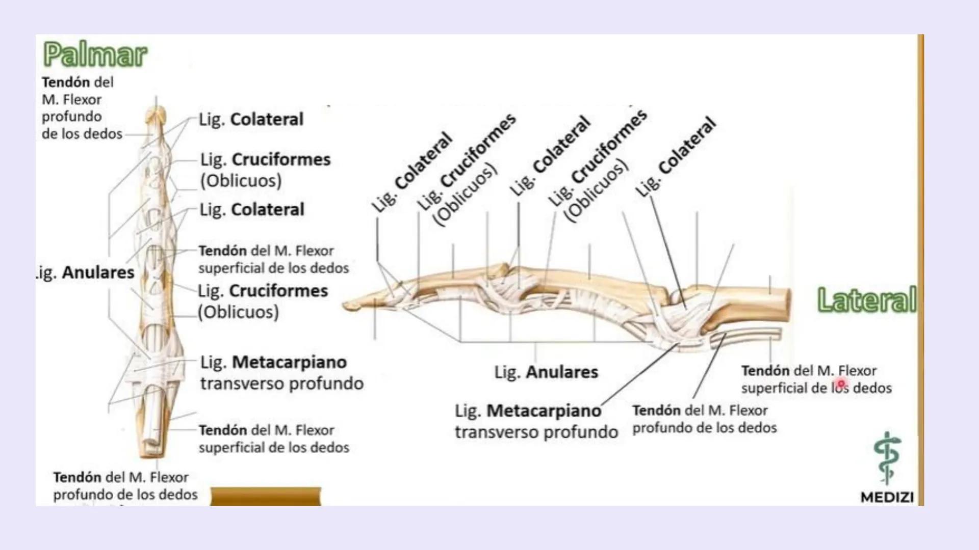 # ΑΝΑΤΟΜΙΑ
# TOPOGRAFICA DE LA
# EXTREMIDAD SUPERIOR
UNIVERSIDAD DE GUADALAJARA
CENTRO UNIVERSITARIO DE LOS VALLES
DEPARTAMENTO DE CIEN