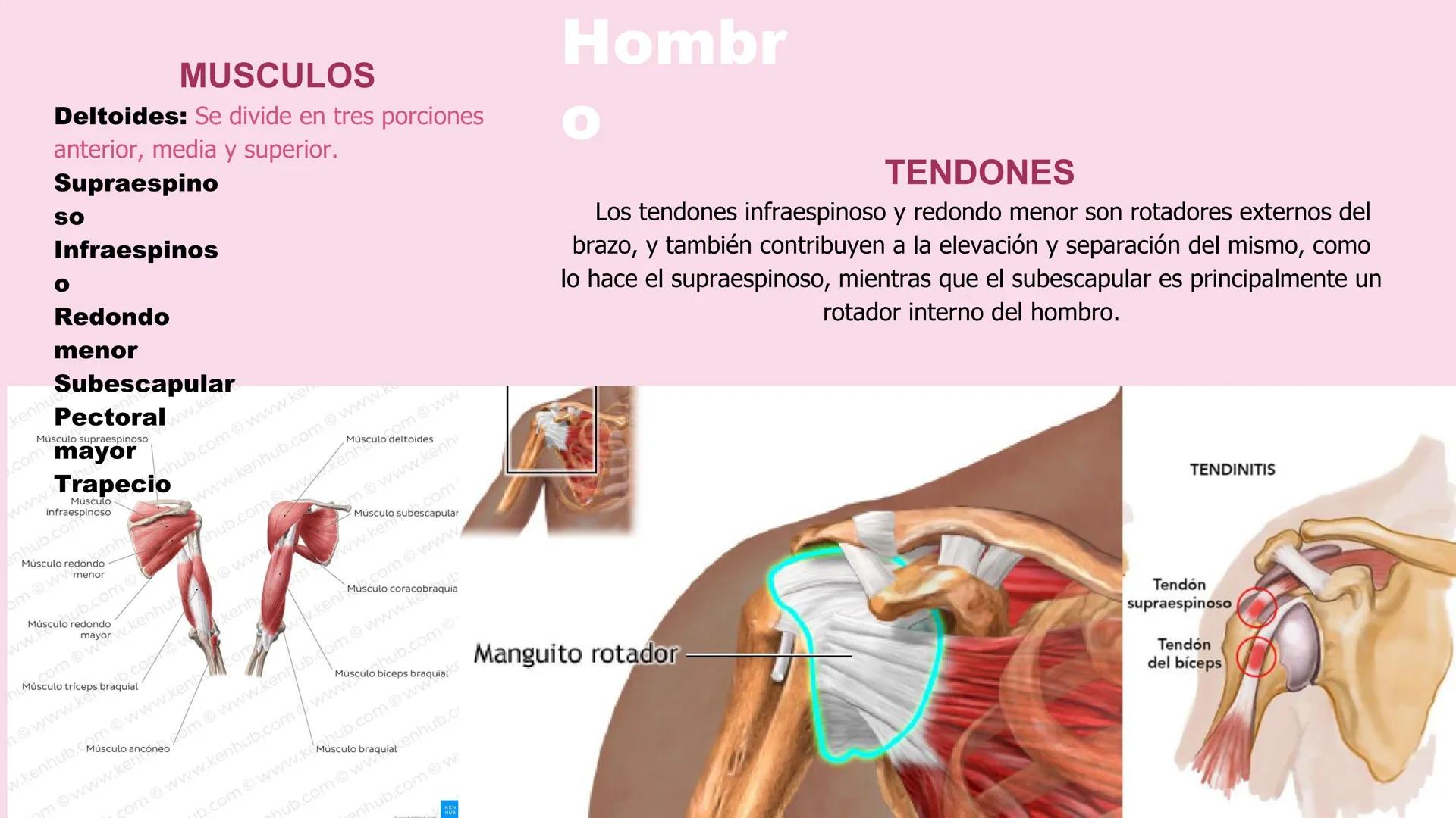# ΑΝΑΤΟΜΙΑ
# TOPOGRAFICA DE LA
# EXTREMIDAD SUPERIOR
UNIVERSIDAD DE GUADALAJARA
CENTRO UNIVERSITARIO DE LOS VALLES
DEPARTAMENTO DE CIEN