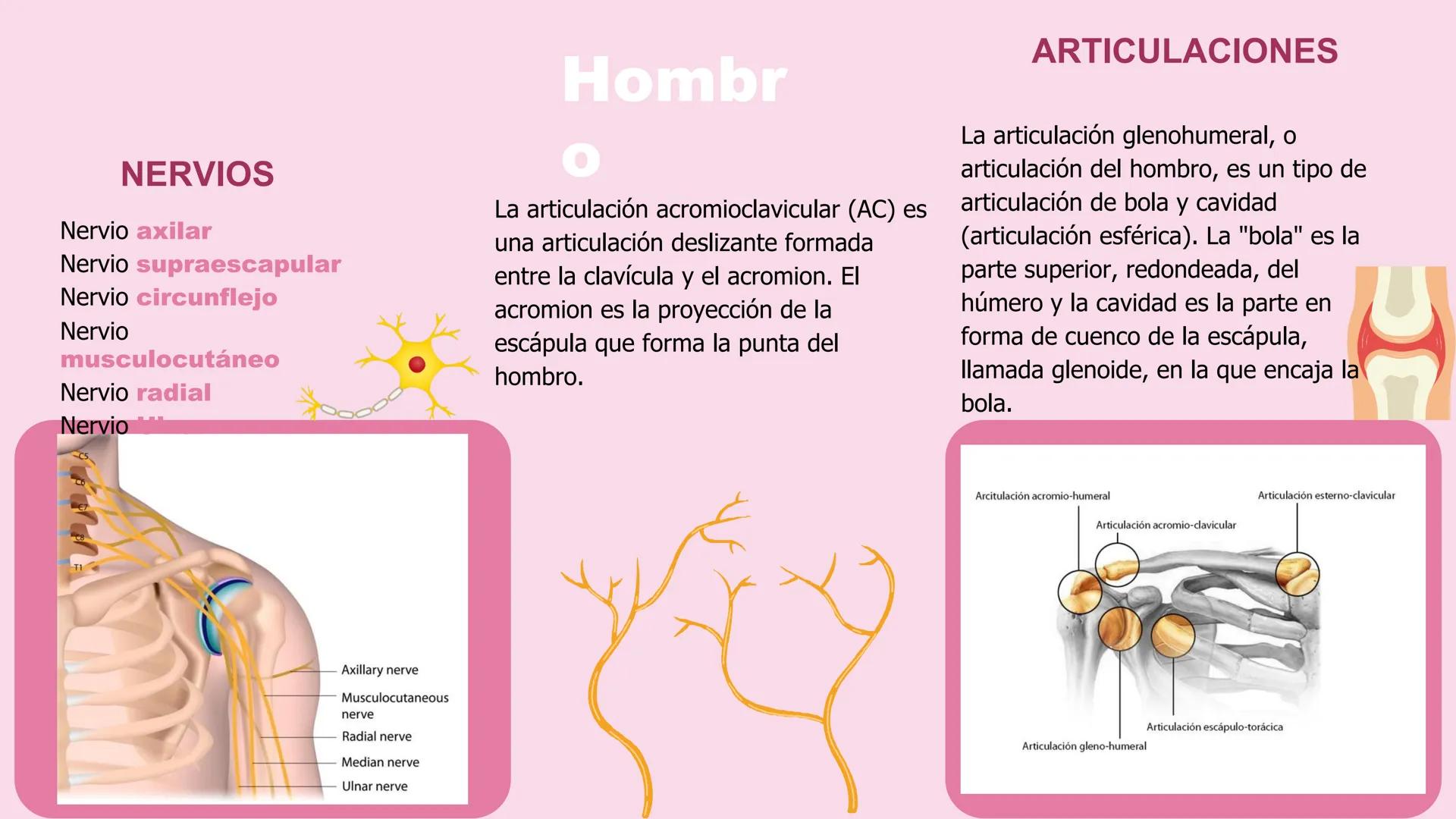 # ΑΝΑΤΟΜΙΑ
# TOPOGRAFICA DE LA
# EXTREMIDAD SUPERIOR
UNIVERSIDAD DE GUADALAJARA
CENTRO UNIVERSITARIO DE LOS VALLES
DEPARTAMENTO DE CIEN
