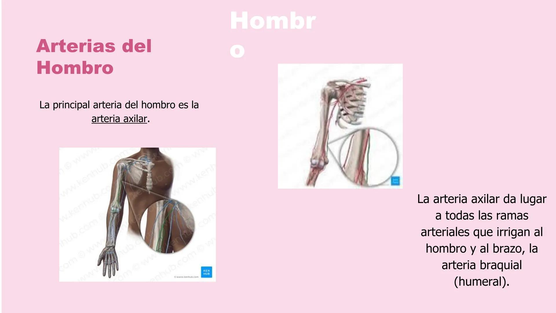 # ΑΝΑΤΟΜΙΑ
# TOPOGRAFICA DE LA
# EXTREMIDAD SUPERIOR
UNIVERSIDAD DE GUADALAJARA
CENTRO UNIVERSITARIO DE LOS VALLES
DEPARTAMENTO DE CIEN