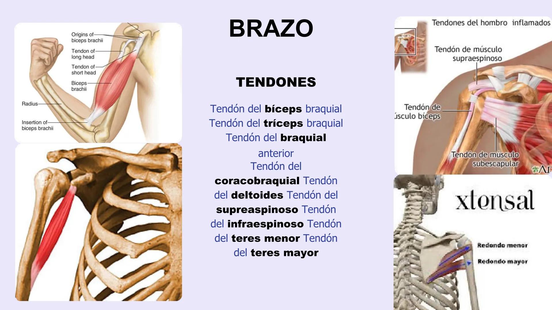 # ΑΝΑΤΟΜΙΑ
# TOPOGRAFICA DE LA
# EXTREMIDAD SUPERIOR
UNIVERSIDAD DE GUADALAJARA
CENTRO UNIVERSITARIO DE LOS VALLES
DEPARTAMENTO DE CIEN