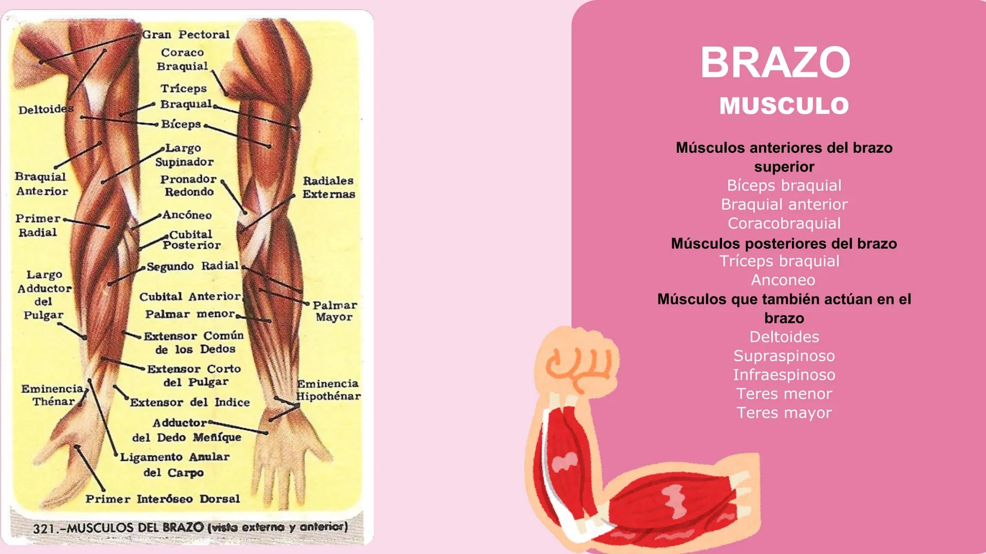 # ΑΝΑΤΟΜΙΑ
# TOPOGRAFICA DE LA
# EXTREMIDAD SUPERIOR
UNIVERSIDAD DE GUADALAJARA
CENTRO UNIVERSITARIO DE LOS VALLES
DEPARTAMENTO DE CIEN