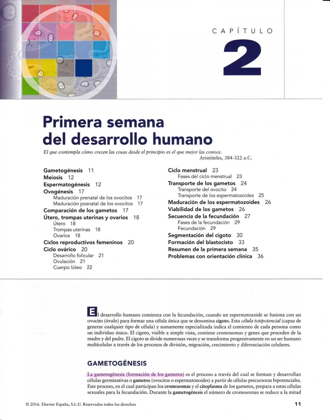 # Introducción
al desarrollo humano
CAPÍTULO
# 1
Períodos del desarrollo 1
Estadios del desarrollo embrionario 2
Período posnatal 2
Lactan