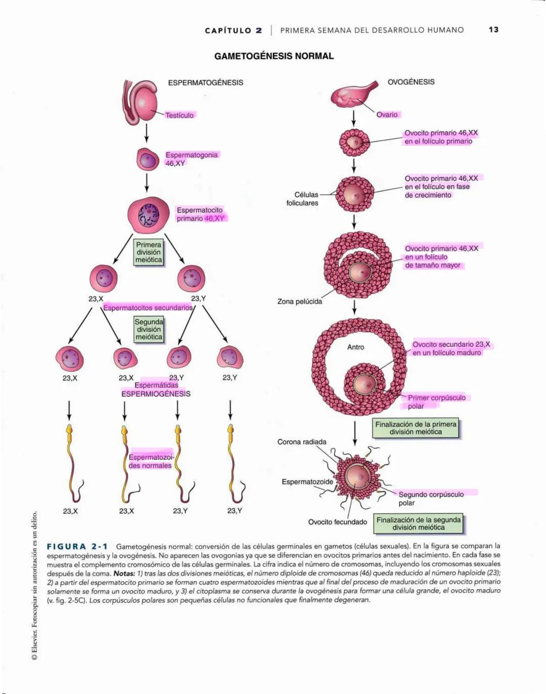 # Introducción
al desarrollo humano
CAPÍTULO
# 1
Períodos del desarrollo 1
Estadios del desarrollo embrionario 2
Período posnatal 2
Lactan