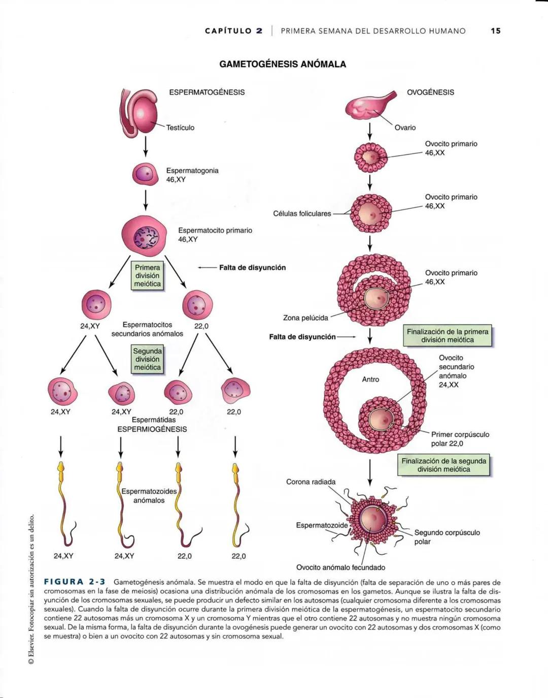 # Introducción
al desarrollo humano
CAPÍTULO
# 1
Períodos del desarrollo 1
Estadios del desarrollo embrionario 2
Período posnatal 2
Lactan