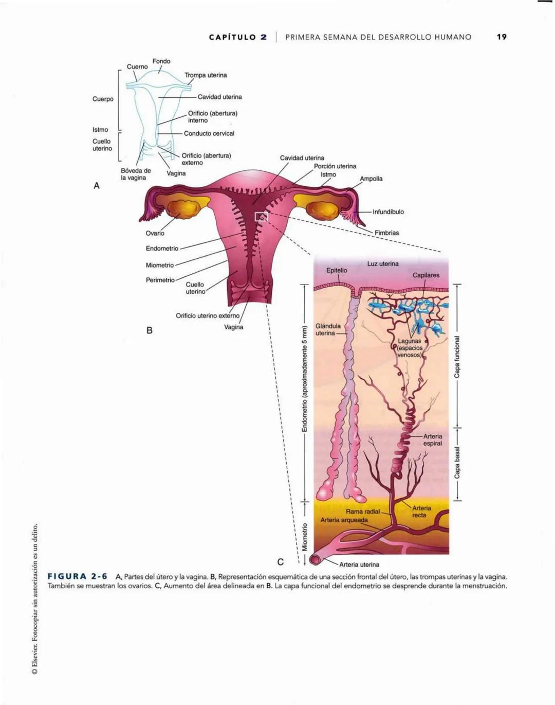 # Introducción
al desarrollo humano
CAPÍTULO
# 1
Períodos del desarrollo 1
Estadios del desarrollo embrionario 2
Período posnatal 2
Lactan