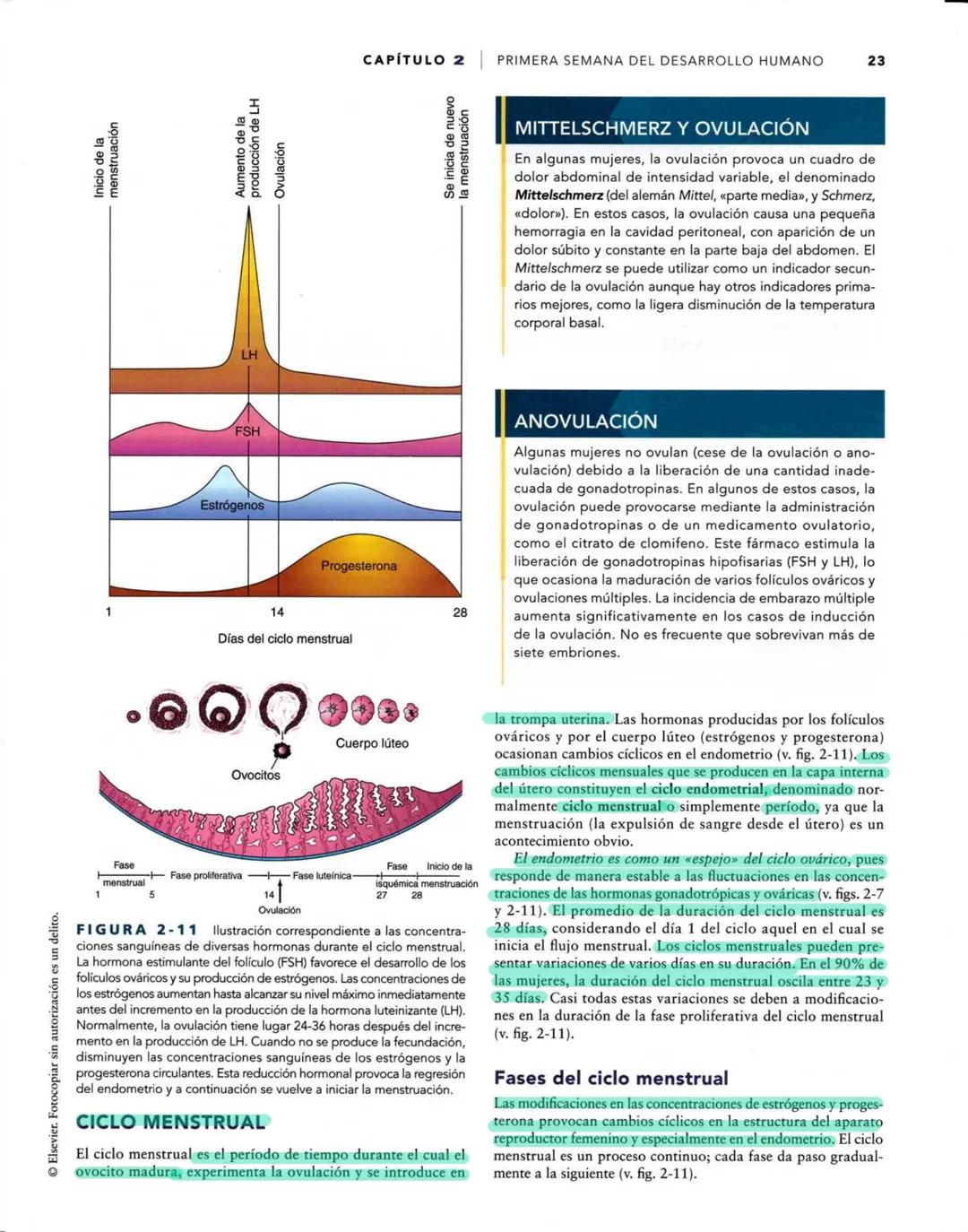 # Introducción
al desarrollo humano
CAPÍTULO
# 1
Períodos del desarrollo 1
Estadios del desarrollo embrionario 2
Período posnatal 2
Lactan