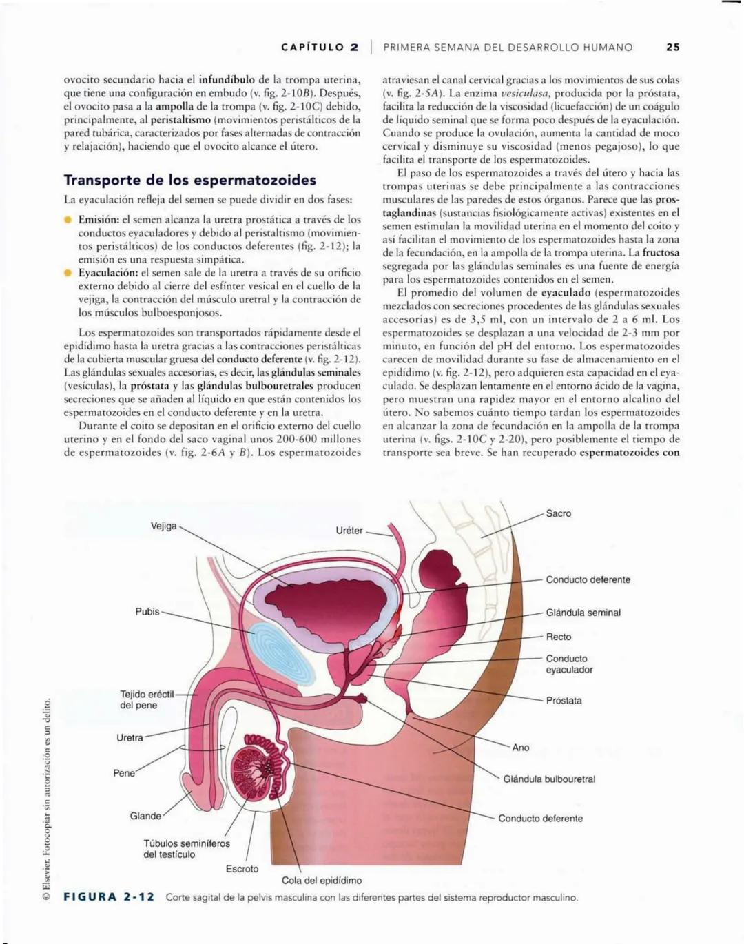 # Introducción
al desarrollo humano
CAPÍTULO
# 1
Períodos del desarrollo 1
Estadios del desarrollo embrionario 2
Período posnatal 2
Lactan