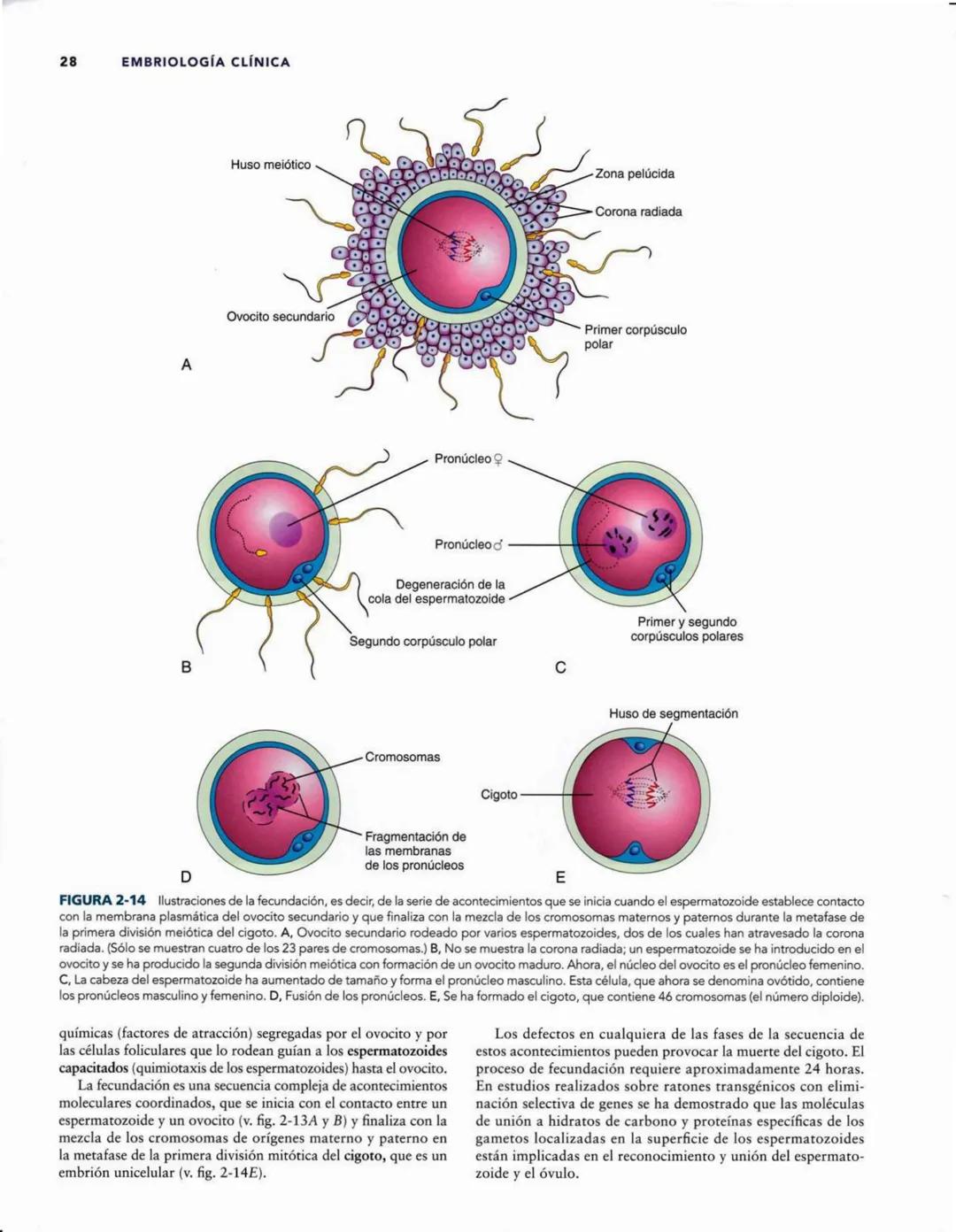 # Introducción
al desarrollo humano
CAPÍTULO
# 1
Períodos del desarrollo 1
Estadios del desarrollo embrionario 2
Período posnatal 2
Lactan