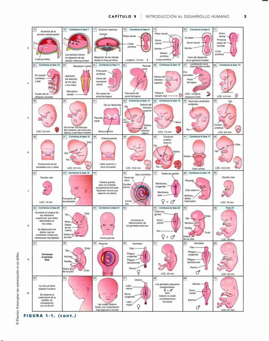 # Introducción
al desarrollo humano
CAPÍTULO
# 1
Períodos del desarrollo 1
Estadios del desarrollo embrionario 2
Período posnatal 2
Lactan
