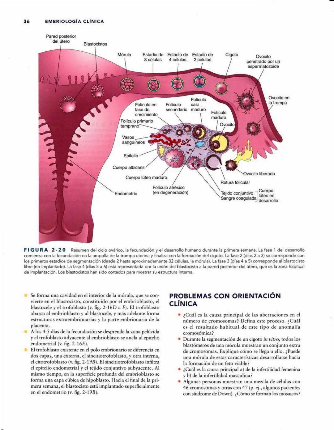 # Introducción
al desarrollo humano
CAPÍTULO
# 1
Períodos del desarrollo 1
Estadios del desarrollo embrionario 2
Período posnatal 2
Lactan