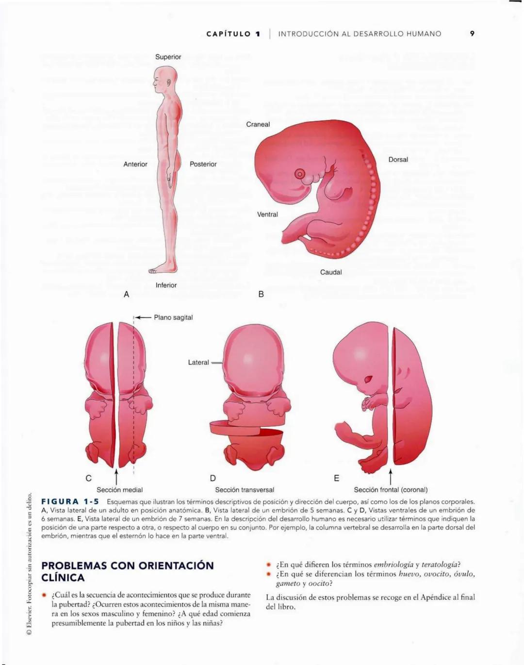 # Introducción
al desarrollo humano
CAPÍTULO
# 1
Períodos del desarrollo 1
Estadios del desarrollo embrionario 2
Período posnatal 2
Lactan